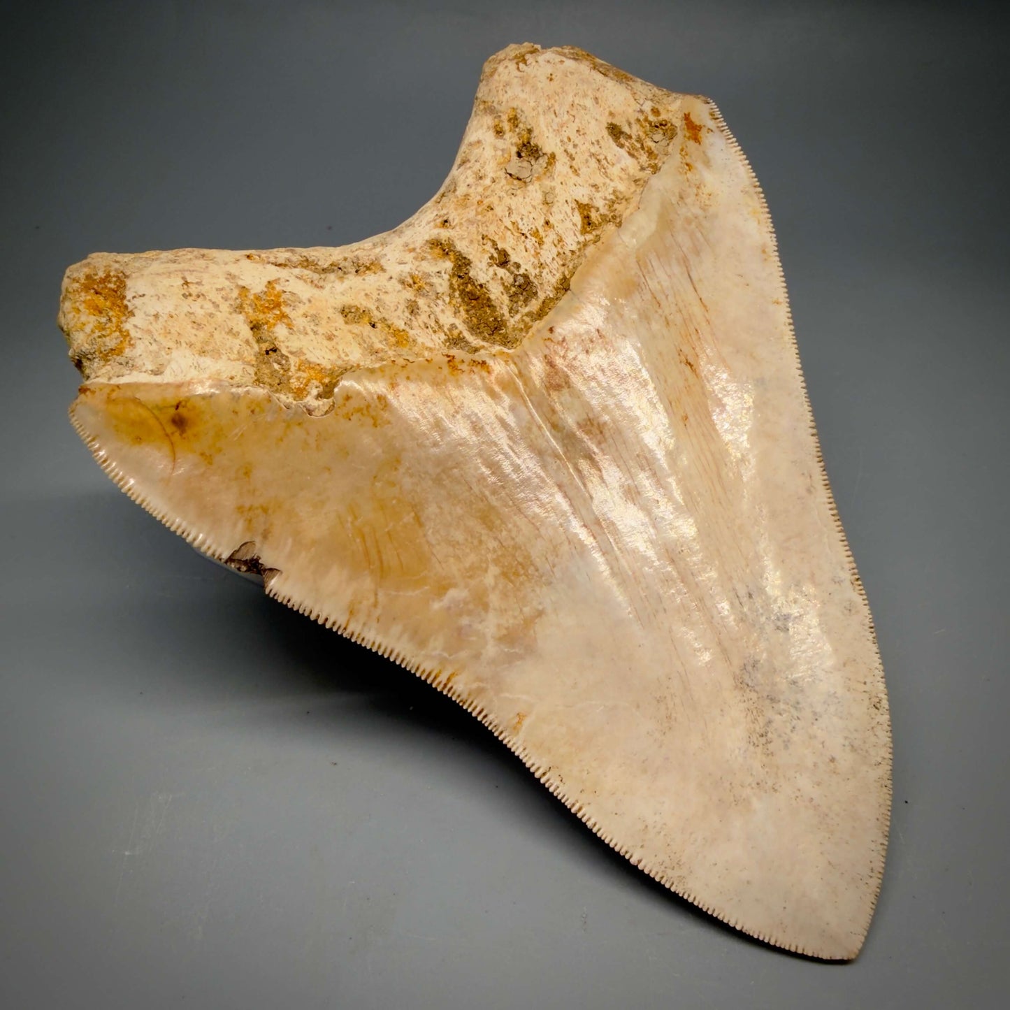Back Left View Authentic, Collector's Quality 5.11″ Light colors Megalodon Tooth – West Java Indonesia CM6424 
