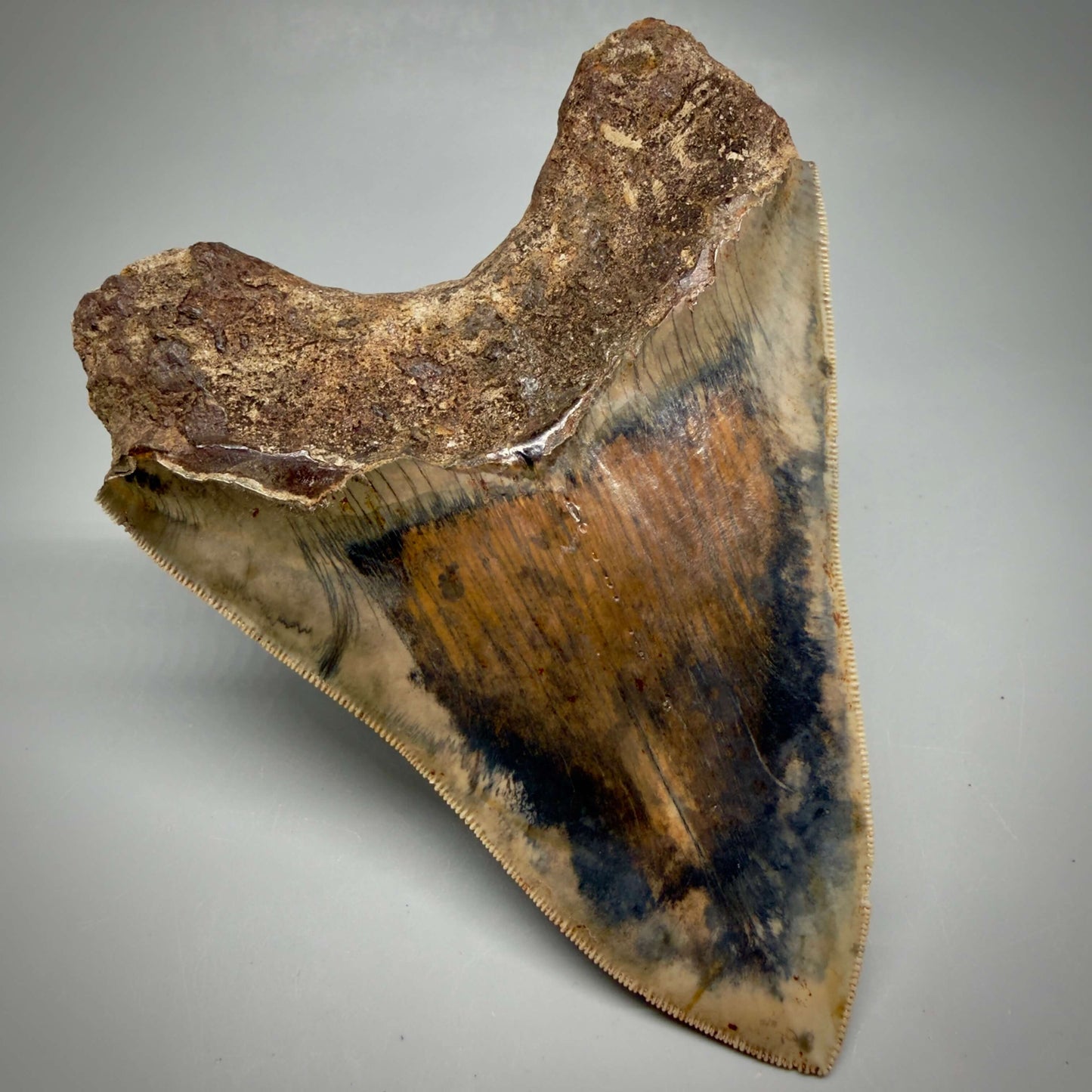 Back Left View Authentic, Collector's quality 5.25″ Colorful Megalodon Tooth – West Java Indonesia MJ181