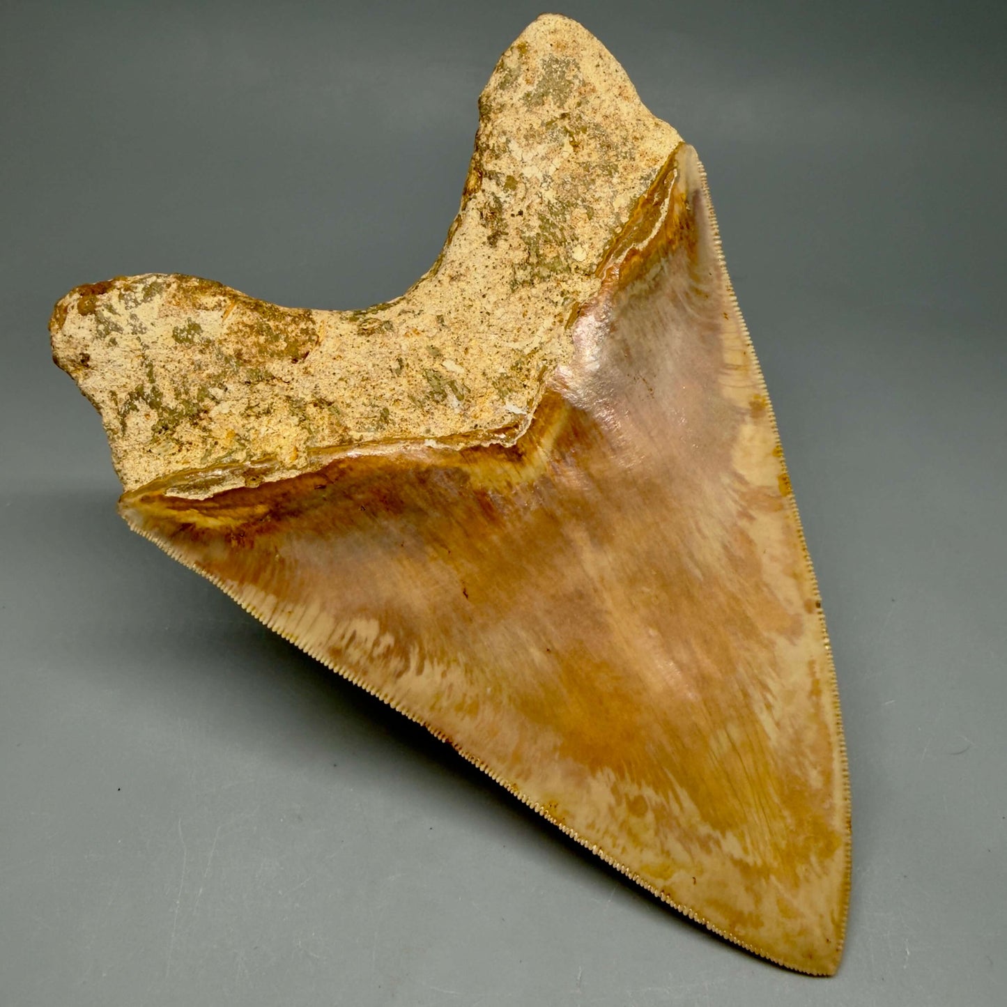 Back Left View Authentic, Collector's quality 5.83″ Colorful Megalodon Tooth – West Java Indonesia MJ183
