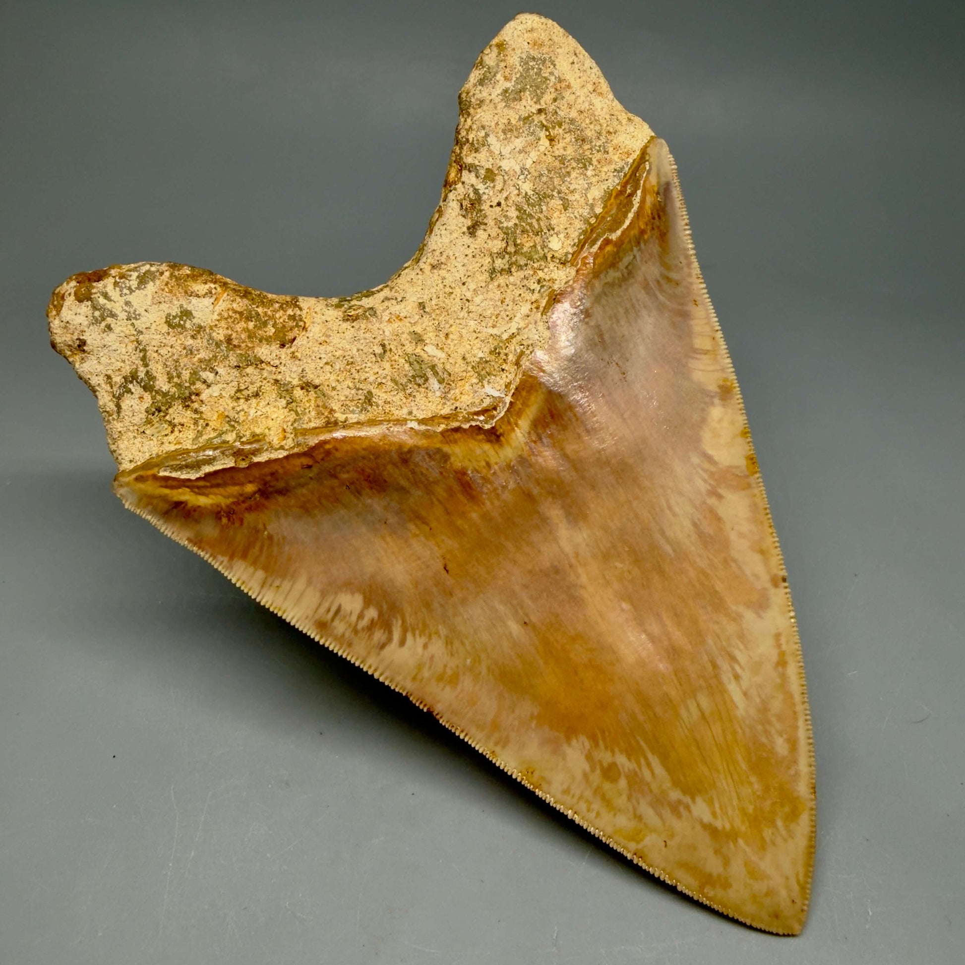 Back Left View Authentic, Collector's quality 5.83″ Colorful Megalodon Tooth – West Java Indonesia MJ183