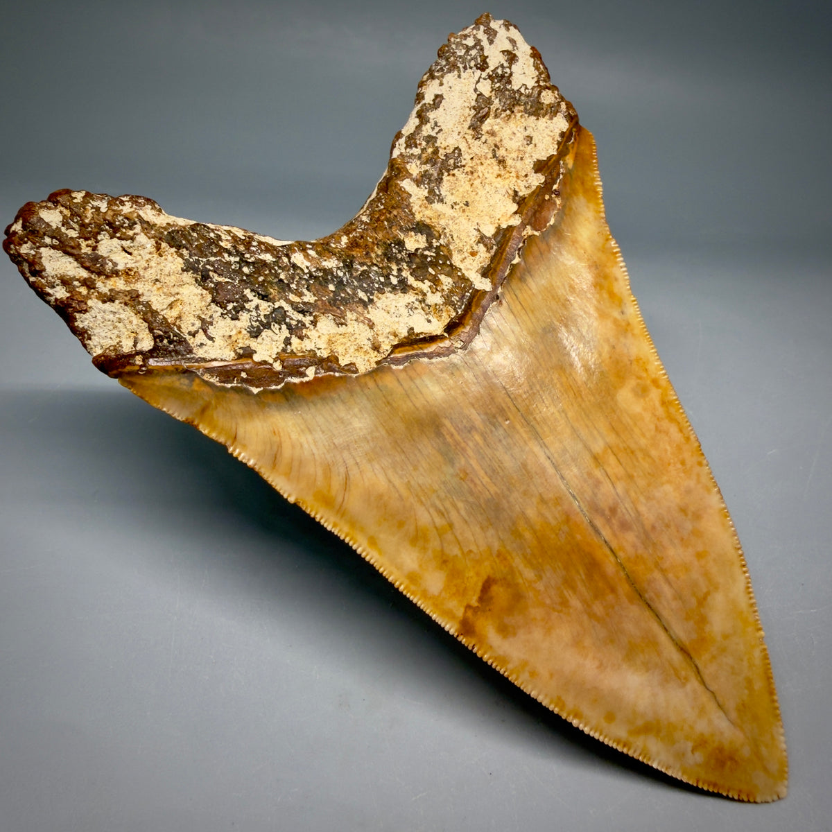 Back Left View Authentic, Collector's quality Lower 5.23″ Colorful Megalodon Tooth – West Java Indonesia megalodontooth.com CM6745 