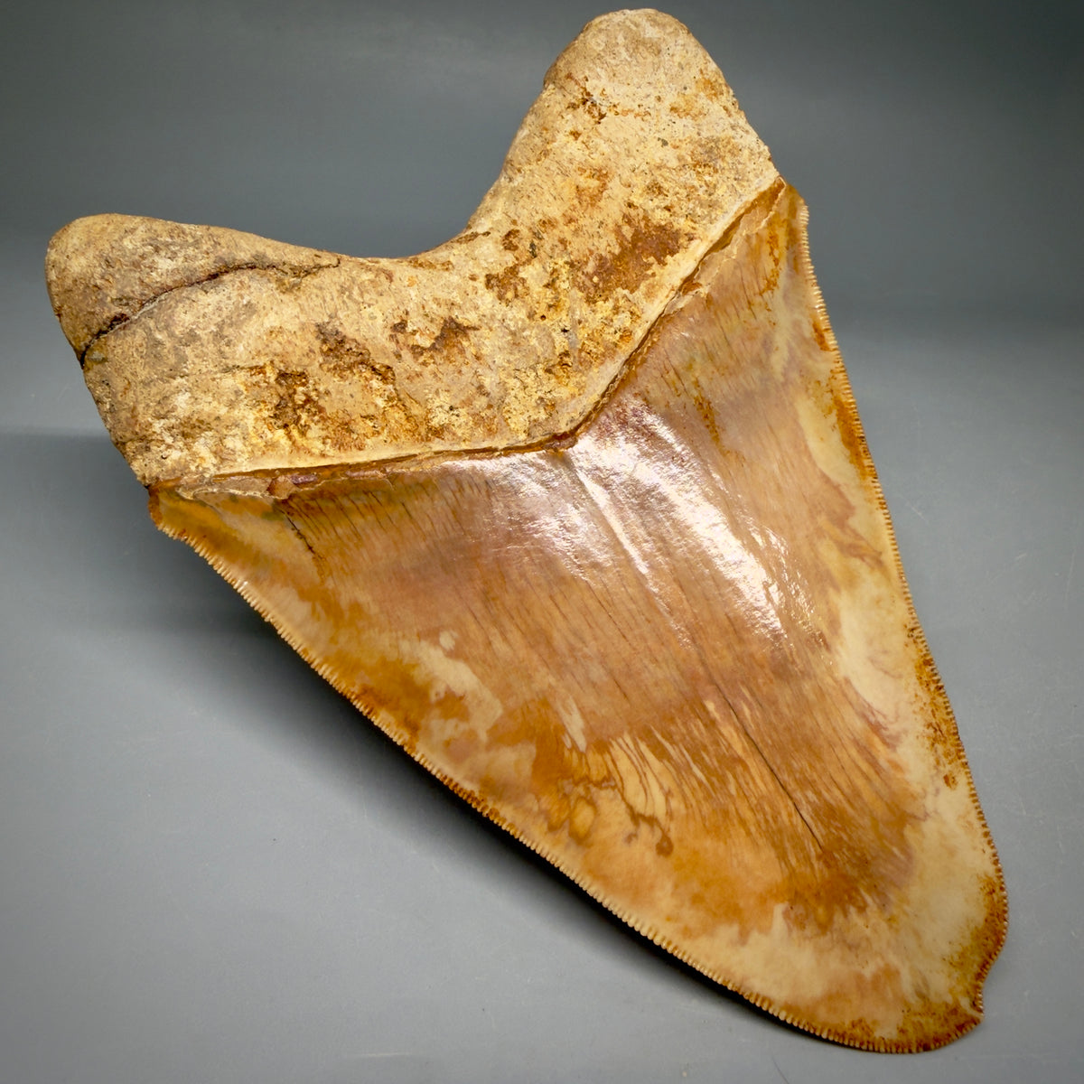 Back Left View Authentic, Collector's quality deformed 5.62″ Colorful Megalodon Tooth – West Java Indonesia megalodonteeth.com CM674