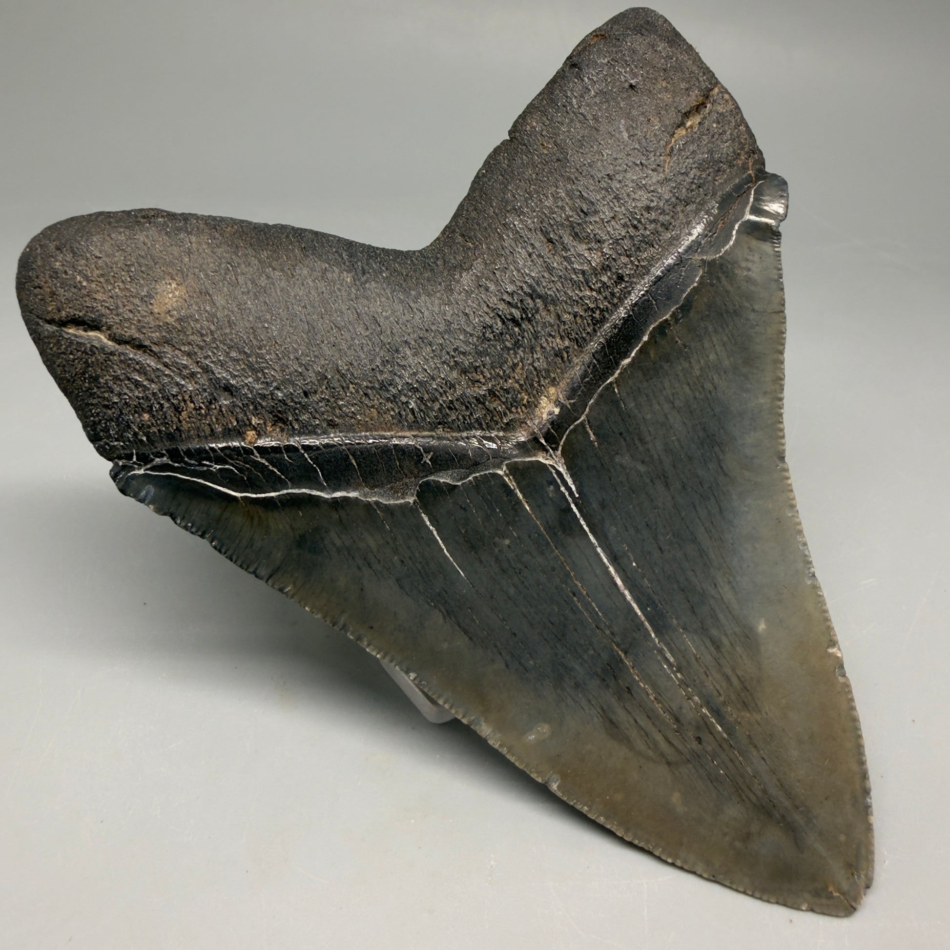 Back Left View Authentic Serrated 4.52" Megalodon Tooth from South Carolina – Great Shape CM66 72 megalodonteeth.com