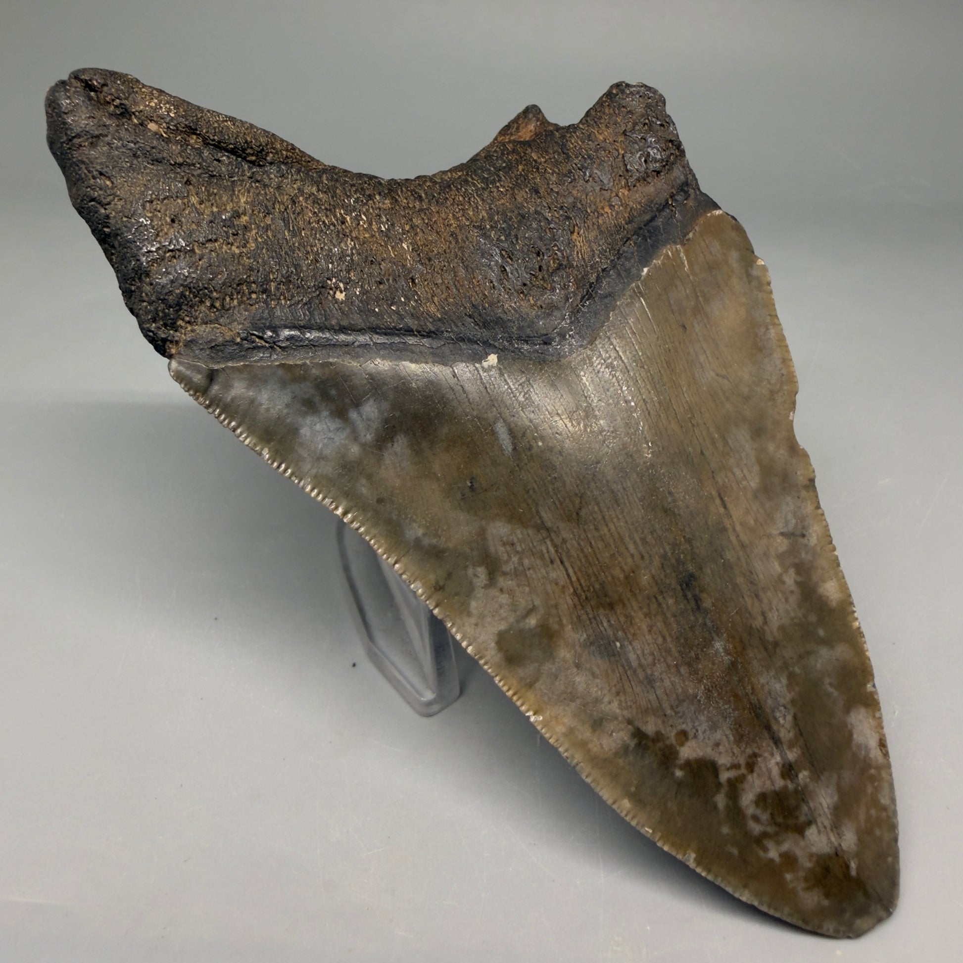 Back Left View Authentic lower 4.75" Megalodon Tooth from South Carolina – Great Shape megalodonteeth.com CM6669