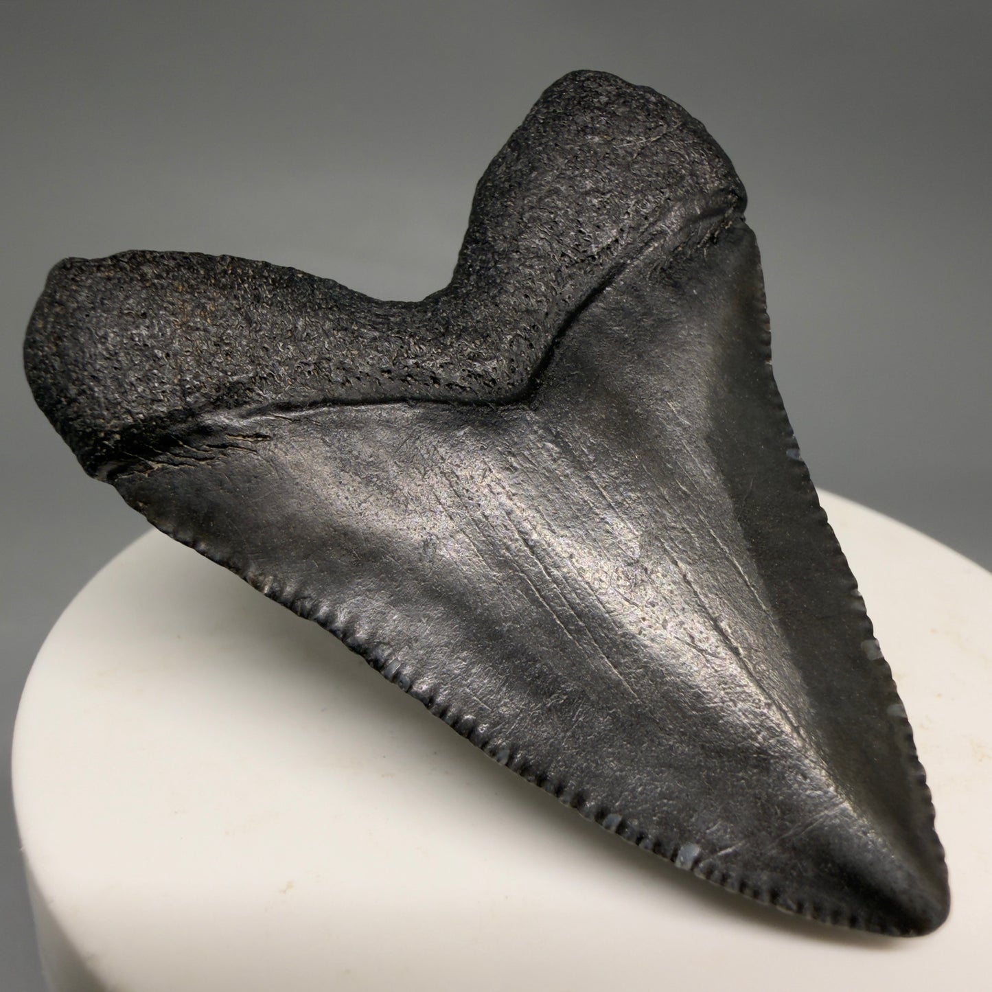 Back Left View Baby, colorful 2.13" Juvenile Fossil Megalodon Tooth – South Carolina River Find | Authentic megalodonteeth.com CM6548