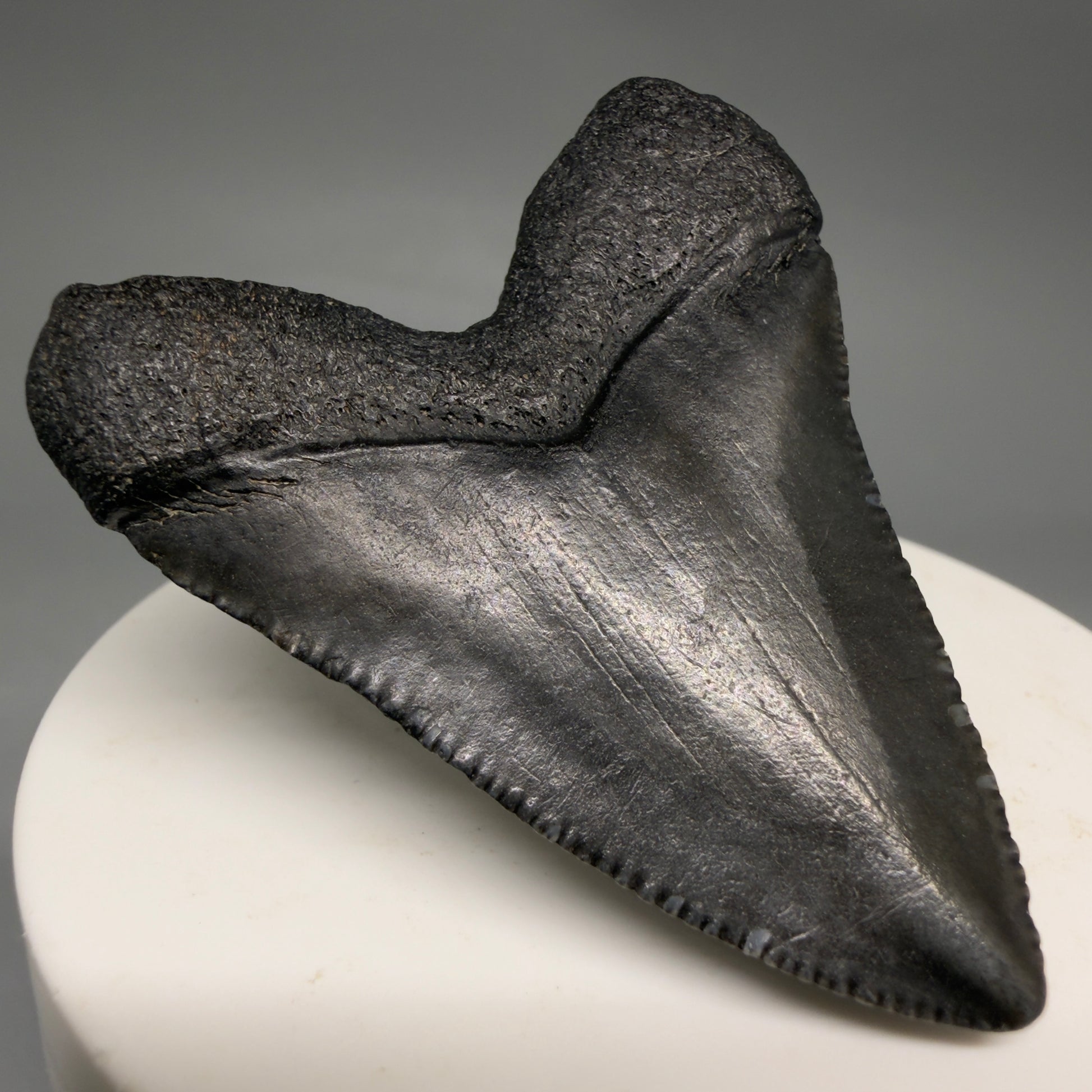 Back Left View Baby, colorful 2.13" Juvenile Fossil Megalodon Tooth – South Carolina River Find | Authentic megalodonteeth.com CM6548