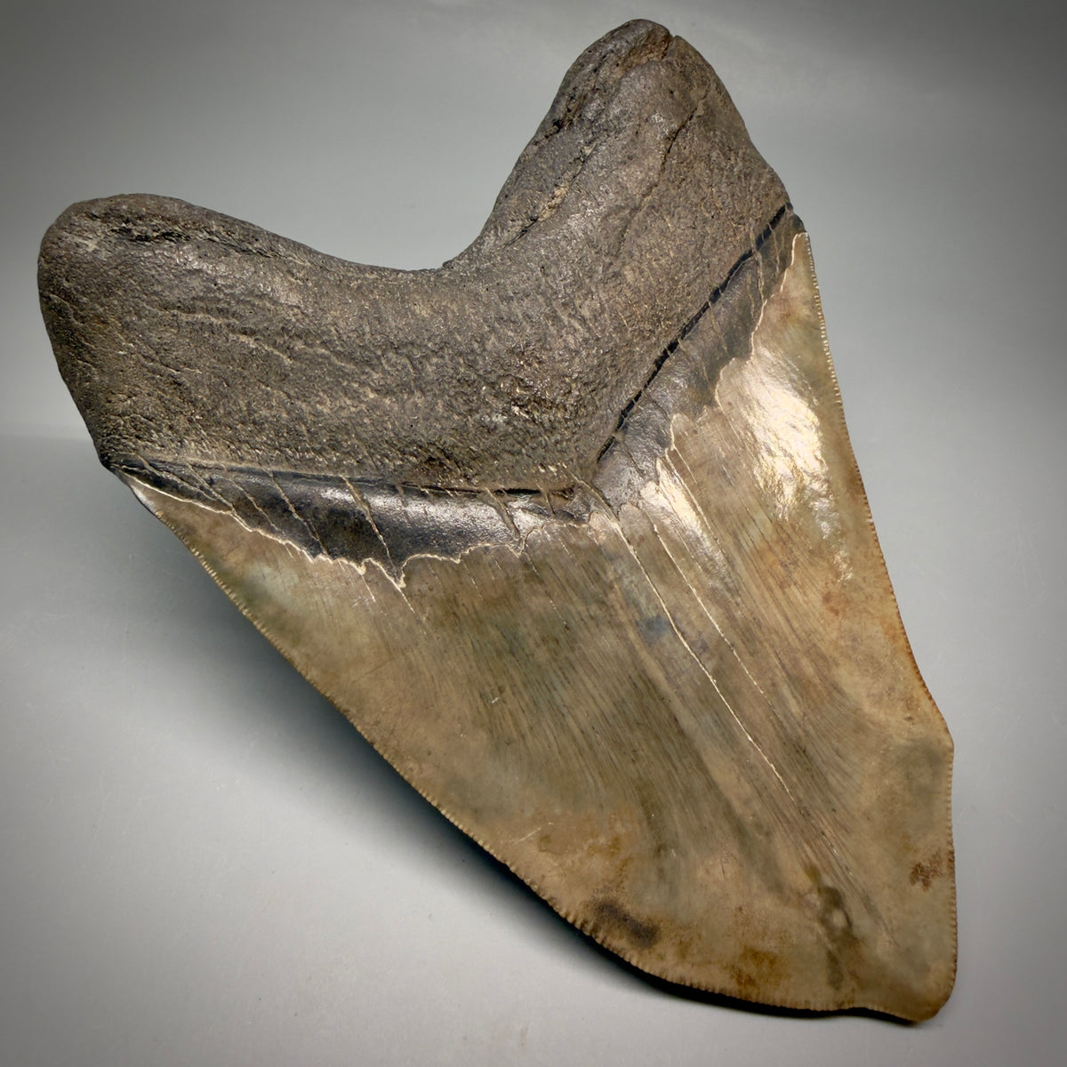 Back Left View Beautiful, Deformed, serrated 5.56" Fossil Megalodon Tooth - South Carolina megalodonteeth.com CM6600