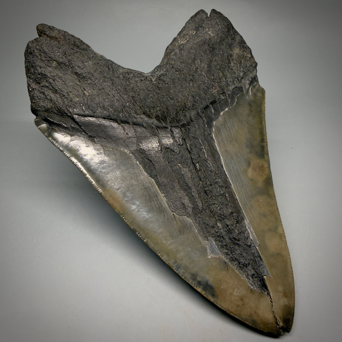 Back Left View Beautiful, Large 5.98" Fossil Megalodon Tooth - South Carolina megalodonteeth.com CM6602