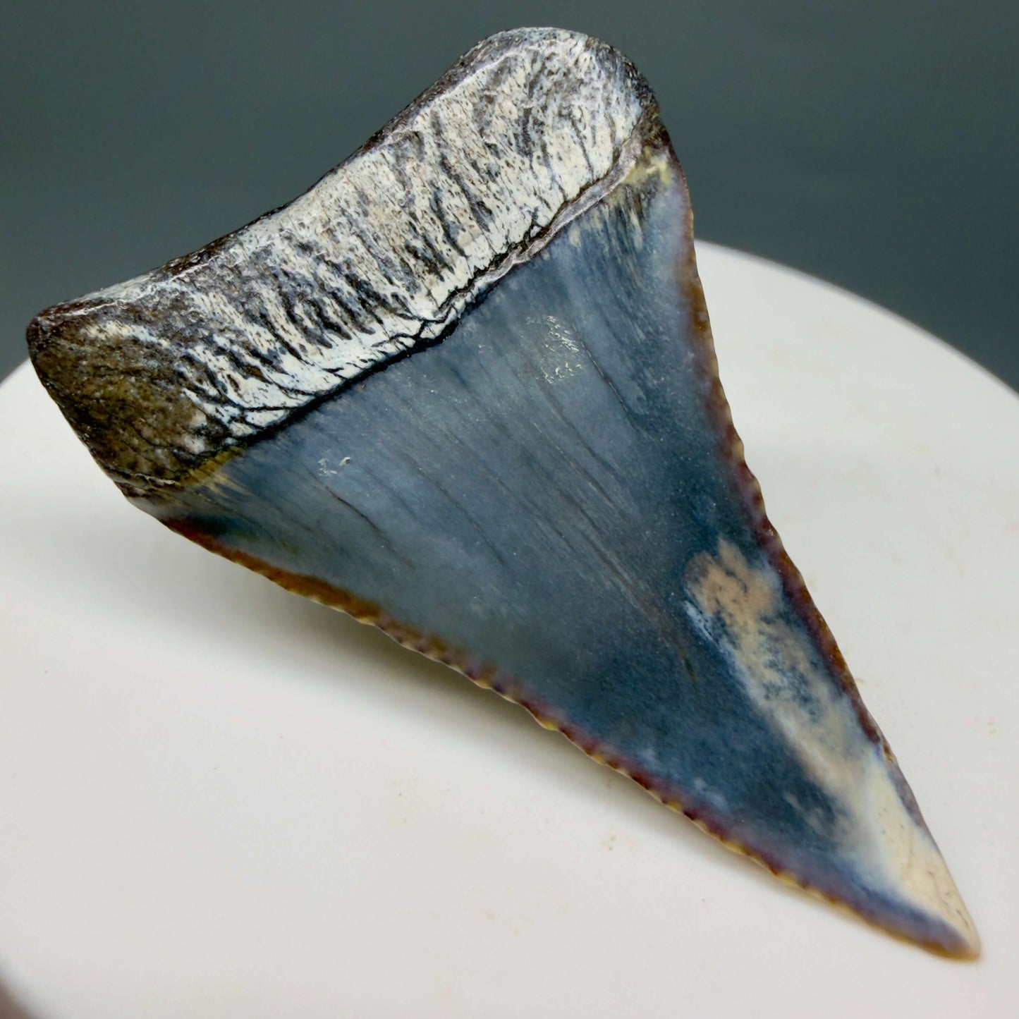 Back Left  View Beautiful, colorful 1.79" long Fossil Great White Tooth from the deserts of Peru GW1359