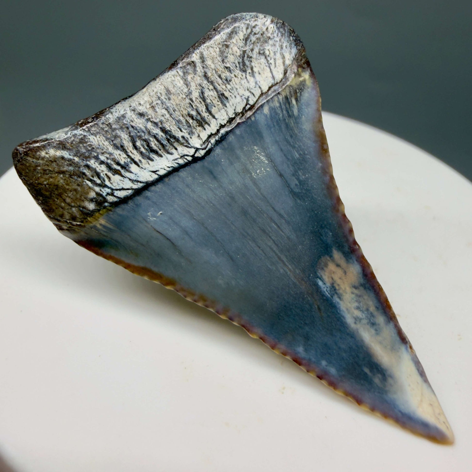 Back Left  View Beautiful, colorful 1.79" long Fossil Great White Tooth from the deserts of Peru GW1359