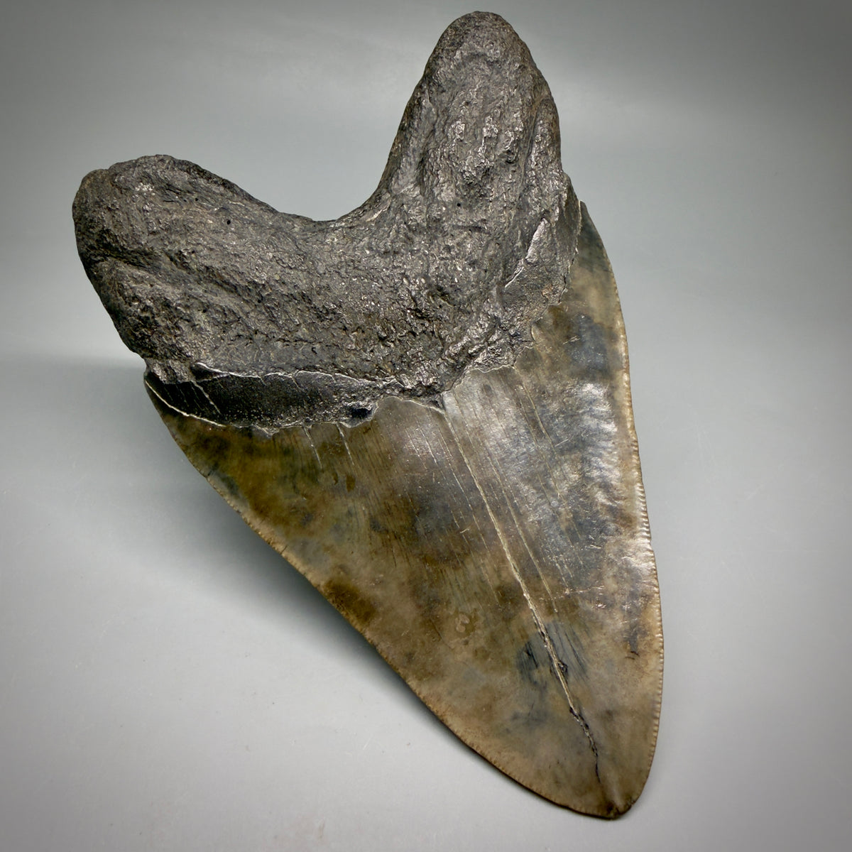 Back Left View Beautiful, heart-shaped 5.58" Fossil Megalodon Tooth - South Carolina megalodonteeth.com CM6599