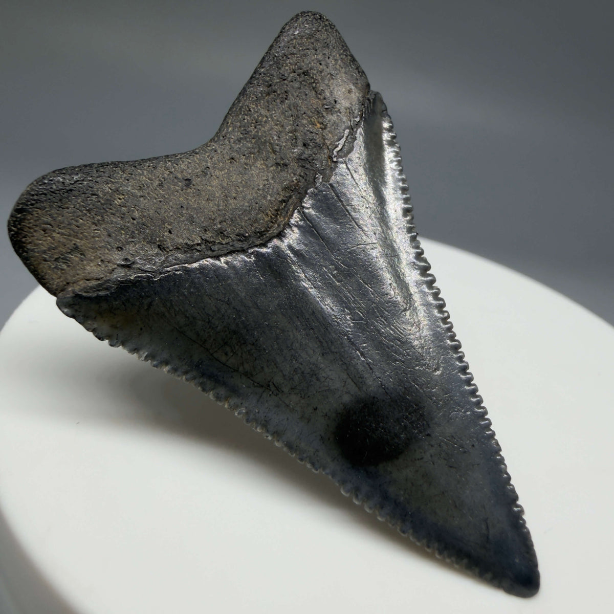 Back Left View Beautiful, serrated 1.82" Fossil Great White Shark Tooth - South Carolina megalodonteeth.com GW1401