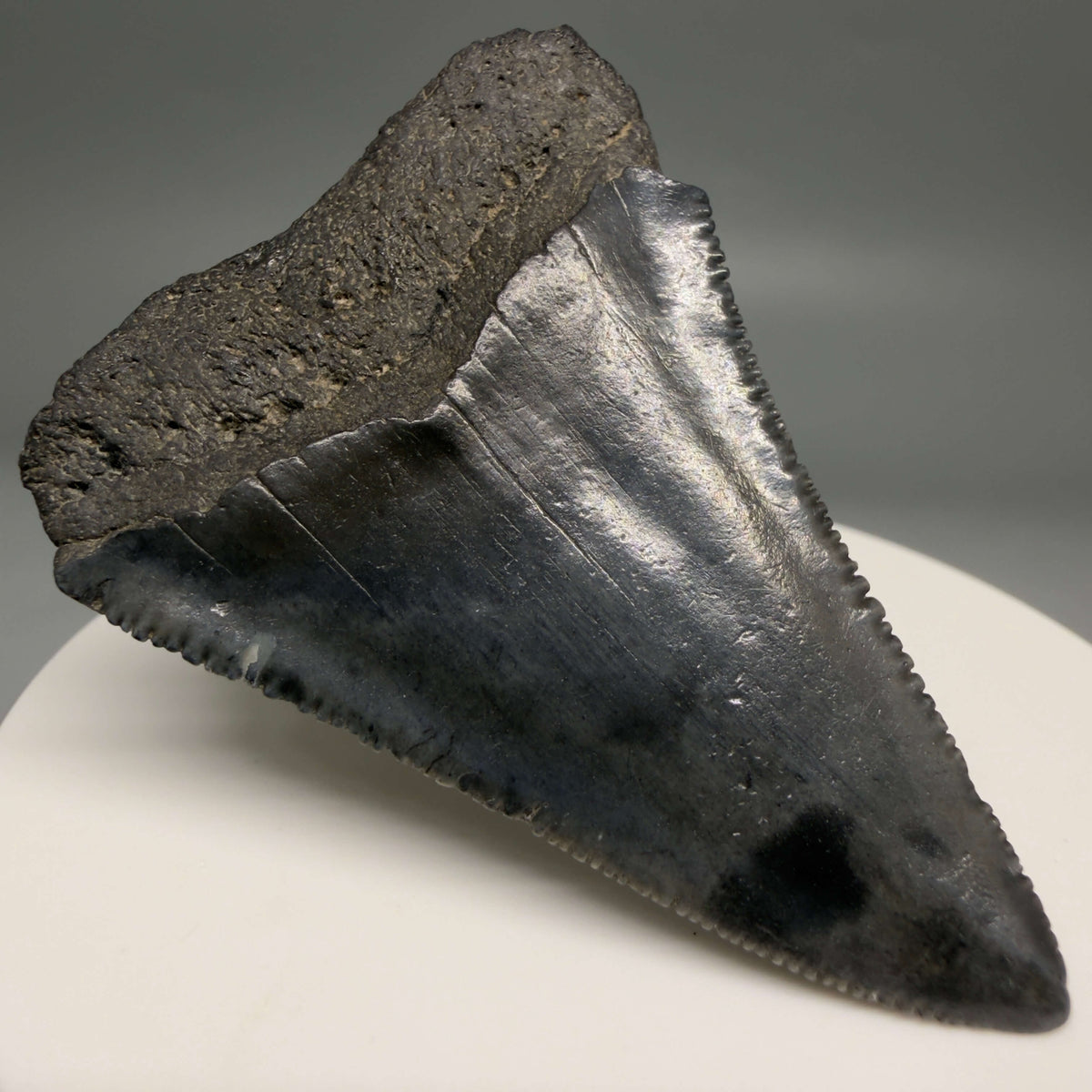 Back Left View Beautiful, serrated 2.13" Fossil Great White Shark Tooth - South Carolina megalodonteeth.com GW1388