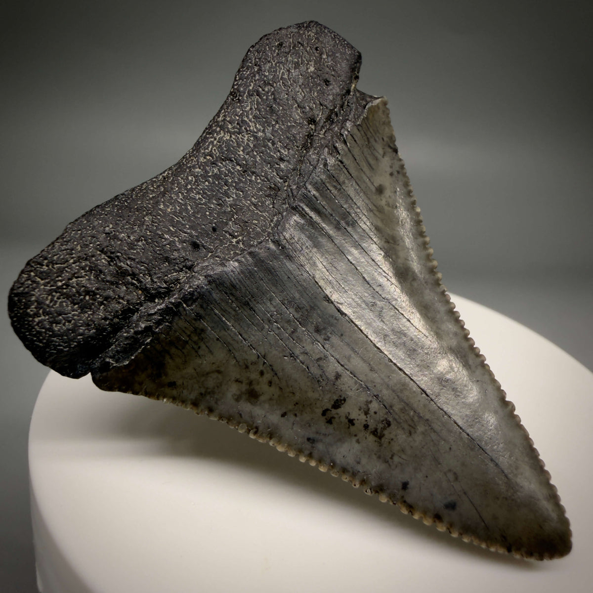 Back Left View Beautiful, serrated 2.17" Fossil Great White Shark Tooth - South Carolina megalodonteeth.com GW1389