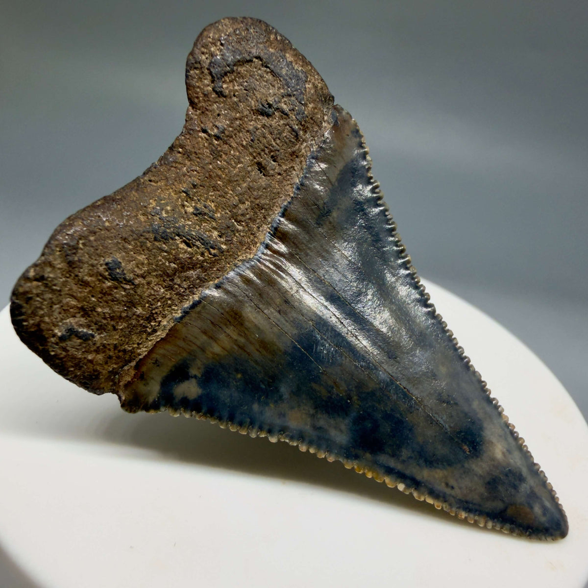 Back Left View Beautiful, serrated 2.21" Fossil Great White Shark Tooth - South Carolina megalodonteeth.com GW1403