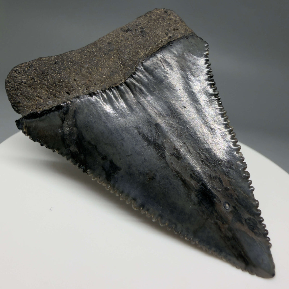 Back Left View Beautiful, serrated 2.22" Fossil Great White Shark Tooth - South Carolina megalodonteeth.com GW1390