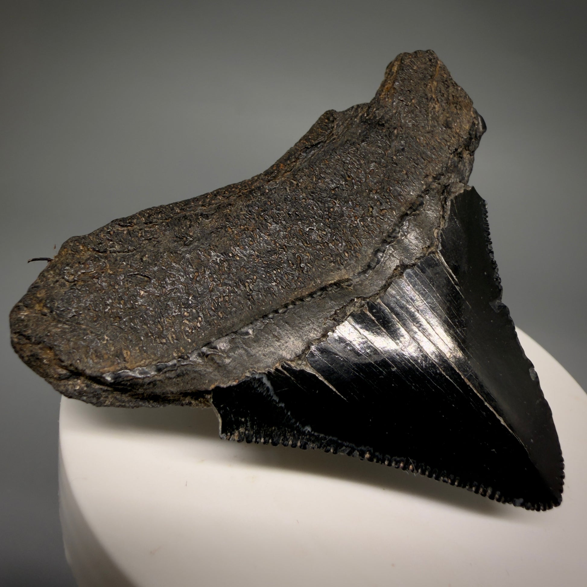 Back Left View Black, sharply serrated 2.38" Fossil Megalodon Shark Tooth - Georgia megalodonteeth.com CM6521