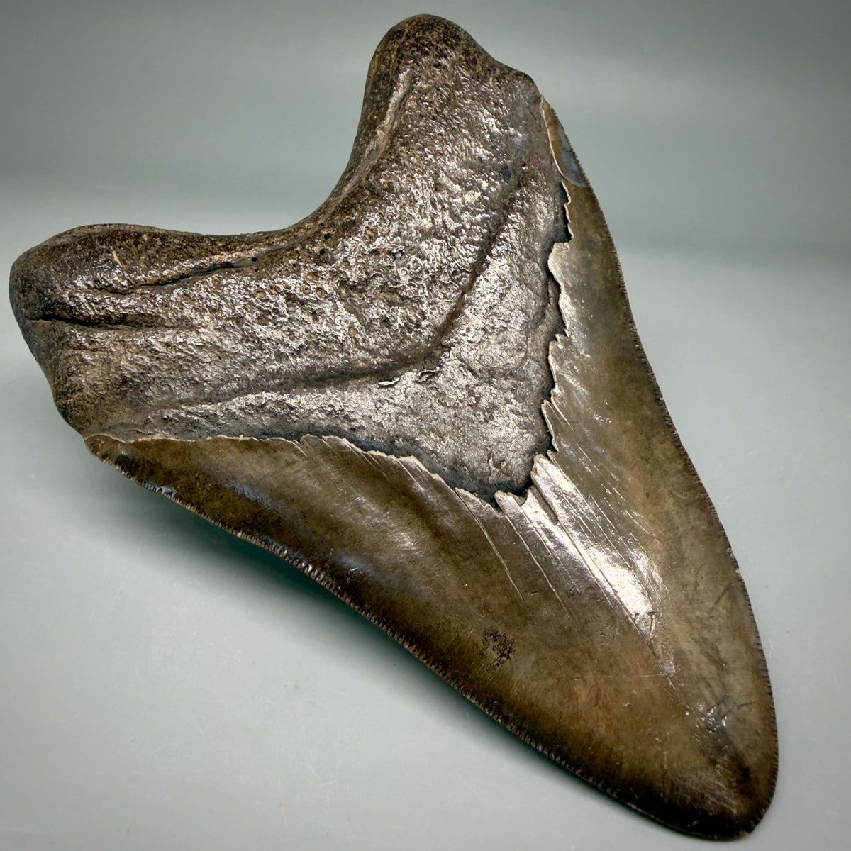 Back Left View Brown/Red prints, sharply serrated 5.16" Fossil Megalodon Shark Tooth from Georgia megalodonteeth.com CM6707 