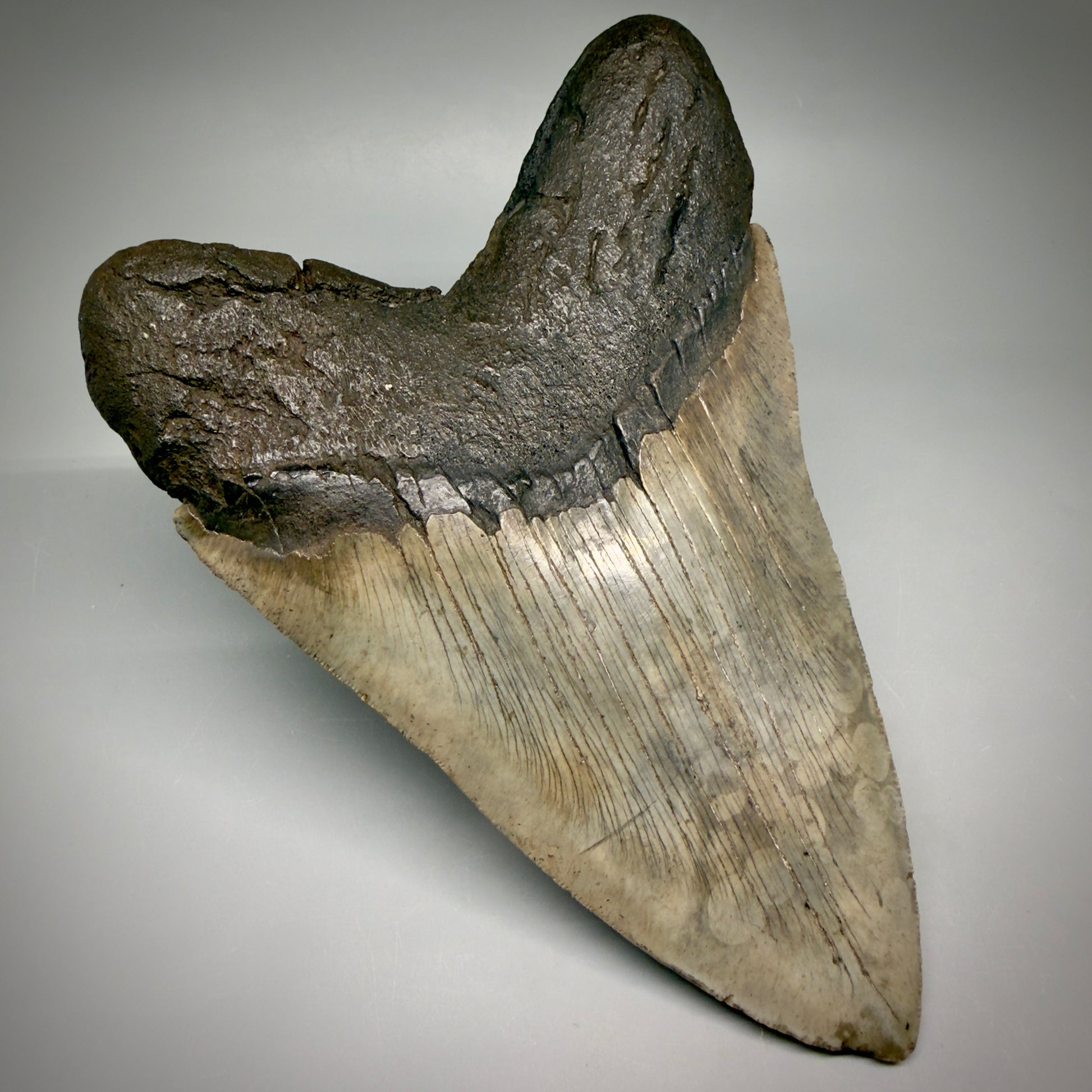 Back Left View Close to Max size of 7" Fossil Monster Megalodon Tooth - South Carolina, USA megalodonteeth.com CM6608
