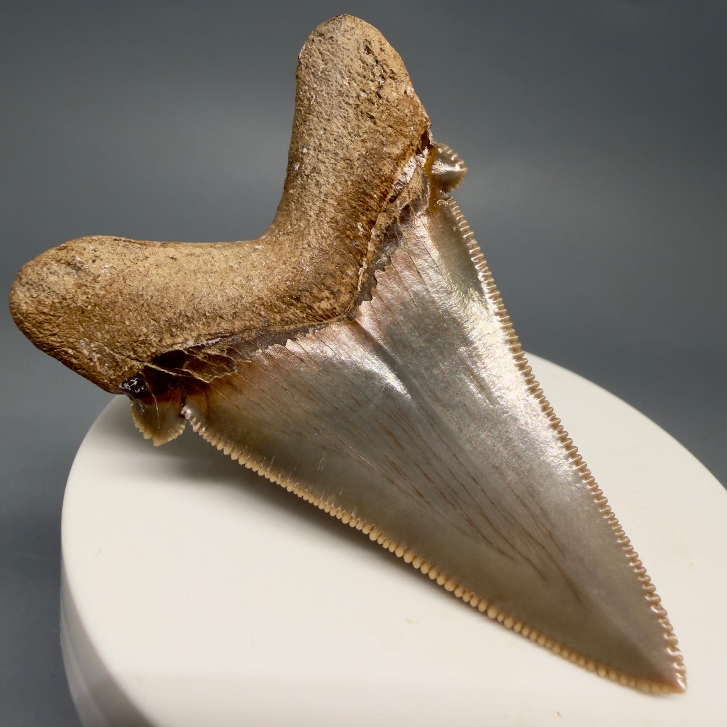 Back Left View Collector's Quality 2.51" Fossil Carcharocles angustidens Shark Tooth from Charleston, South Carolina AN472