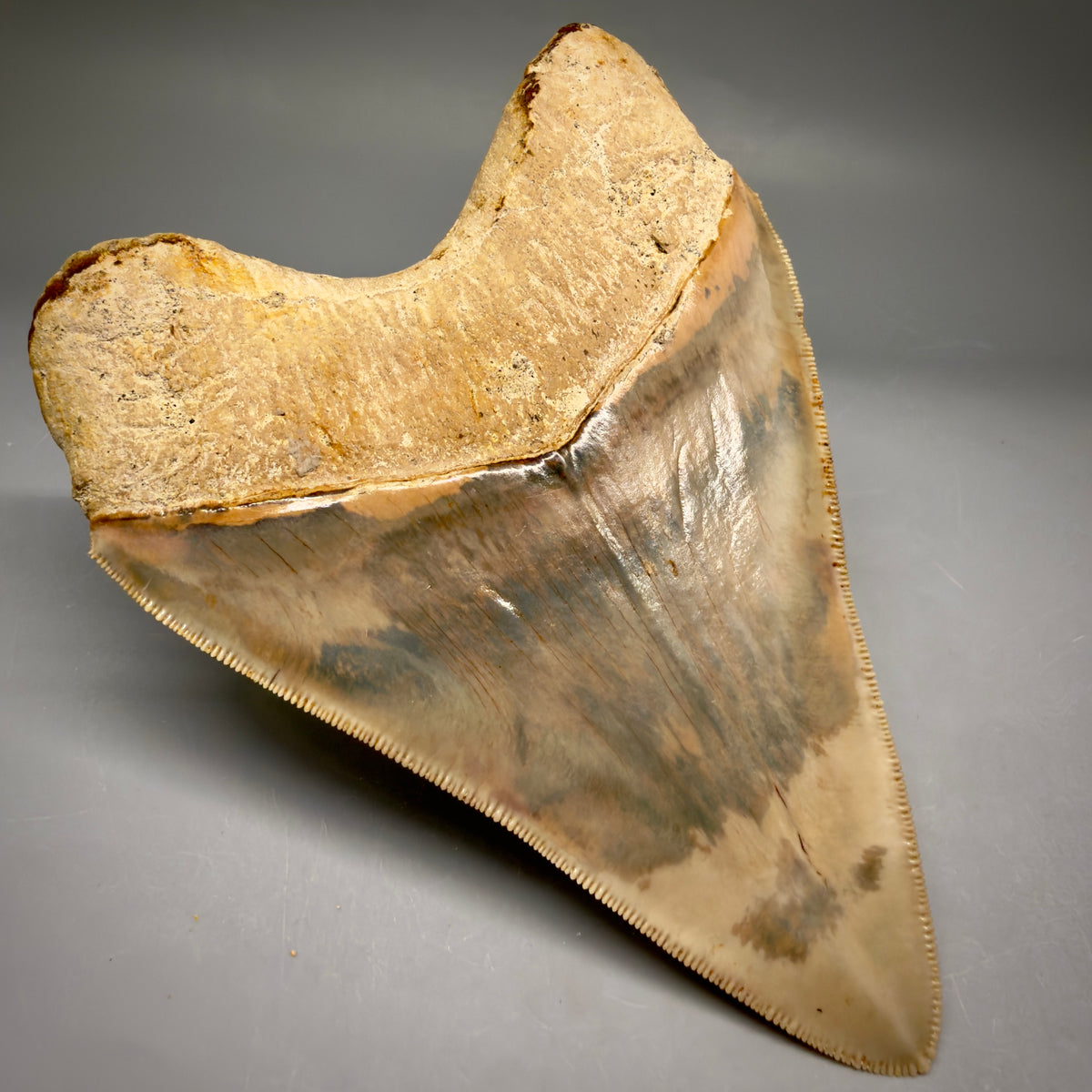 Back Left View Collector's Quality heart-shaped 5.06″ Colorful Megalodon Tooth – West Java Indonesia megalodonteeth.com CM6746