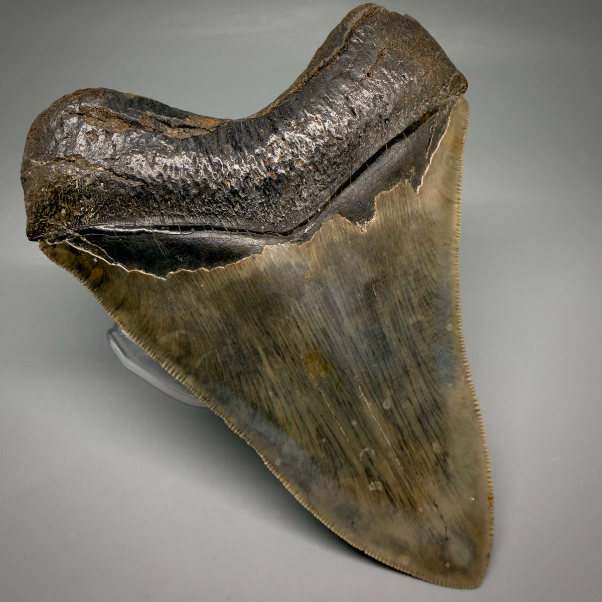 Back Left View Collector's Quality, heart-shaped 5.08" Fossil Megalodon Tooth - South Carolina megalodonteeth.com CM6703