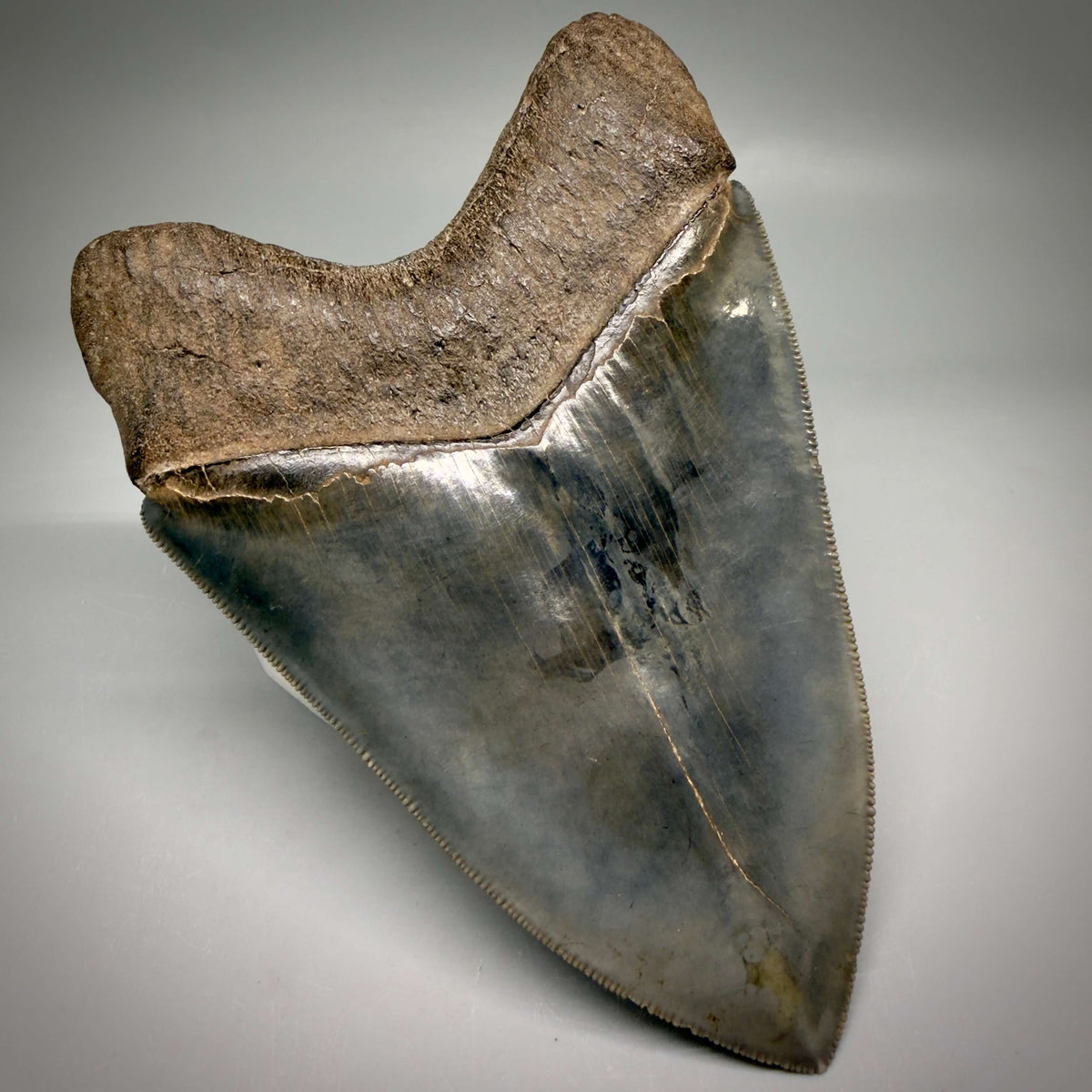 Back Left View Collector's Quality, heart-shaped 5.30" Fossil Megalodon Tooth - South Carolina megalodonteeth.com CM6705