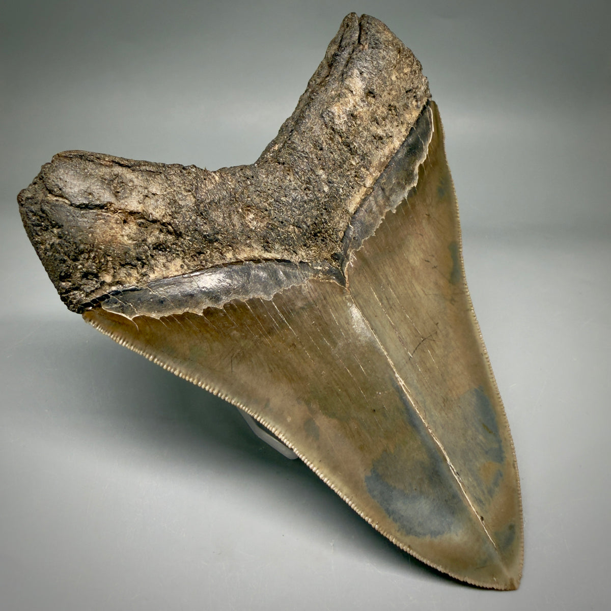 Back Left View Collector's Quality, heart-shaped 5.67" Fossil Megalodon Tooth - South Carolina megalodonteeth.com CM7606