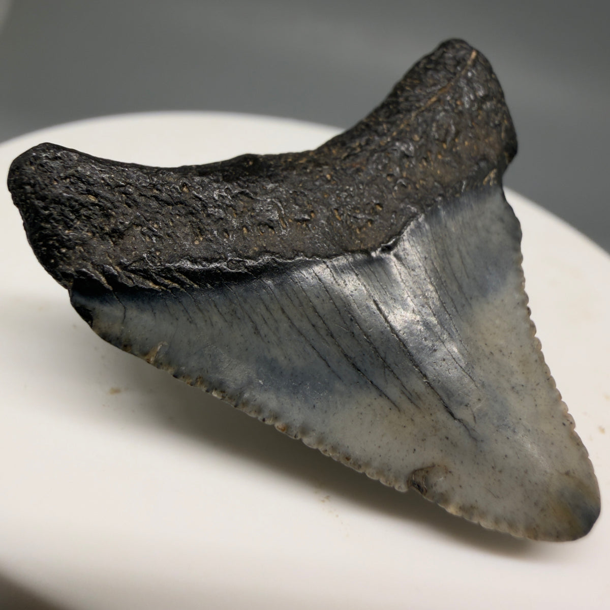 Back Left View Colorful 1.43" Fossil Megalodon Tooth – South Carolina River Find | Authentic megalodonteeth.com CM6722