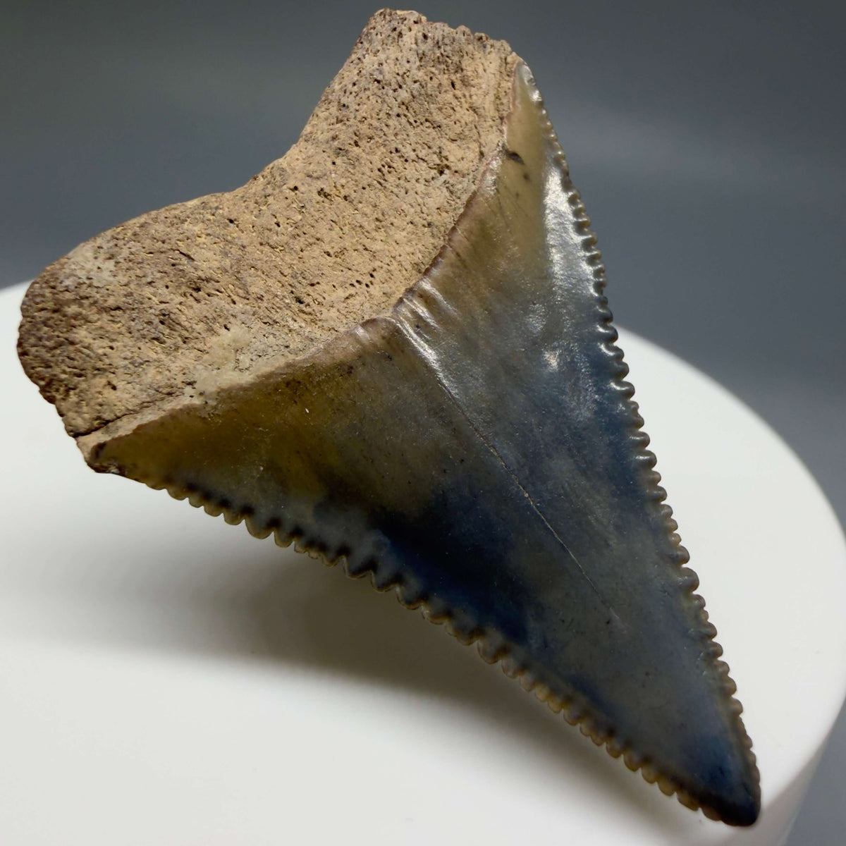 Back Left View Colorful 1.48" Fossil Great White Shark Tooth - South Carolina megalodonteeth.com GW1399