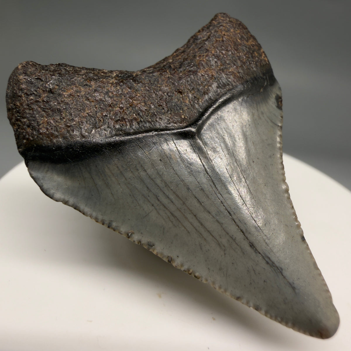Back Left View Colorful 1.72" Fossil Megalodon Tooth – South Carolina River Find | Authentic megalodonteeth.com CM6683