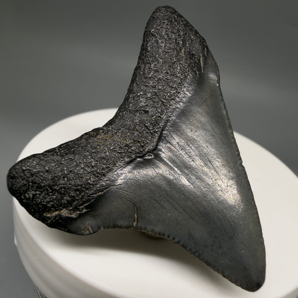 Back Left View Colorful 1.86" Fossil Megalodon Tooth – South Carolina River Find | Authentic megalodonteeth.com CM6726