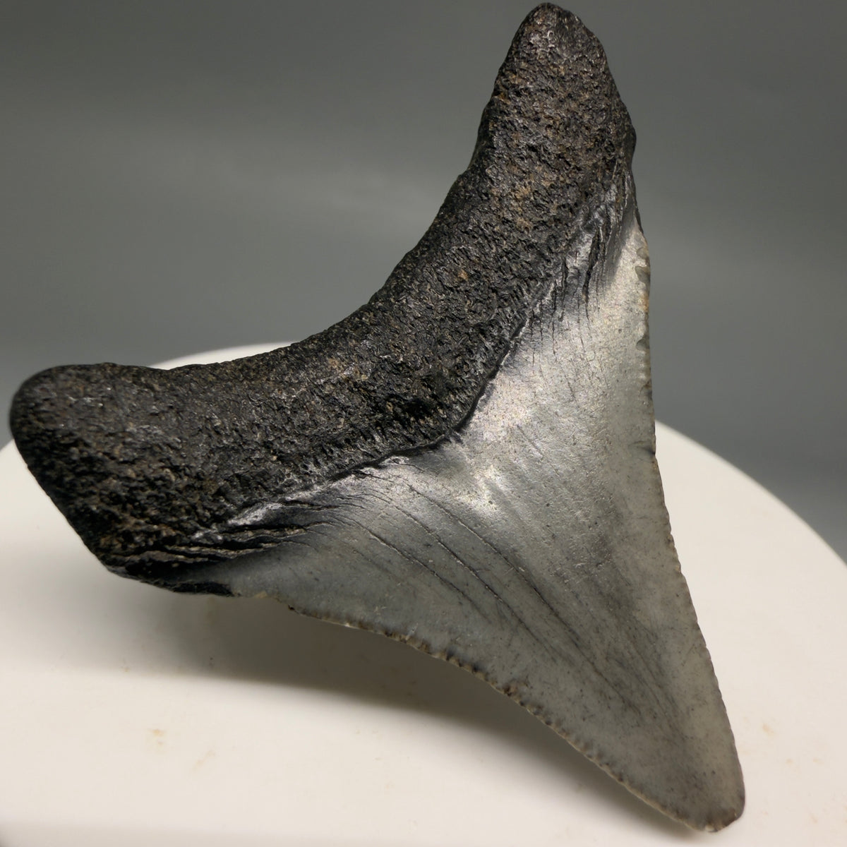 Back Left View Colorful 1.87" Fossil Megalodon Tooth – South Carolina River Find | Authentic megalodonteeth.com CM6728