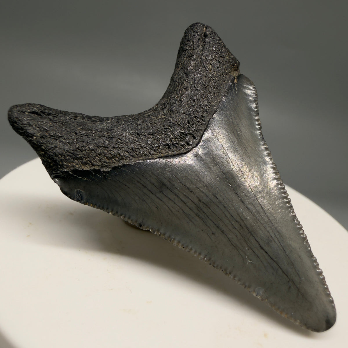 Back Left View Colorful 1.96" Fossil Megalodon Tooth – South Carolina River Find | Authentic megalodonteeth.com CM6727
