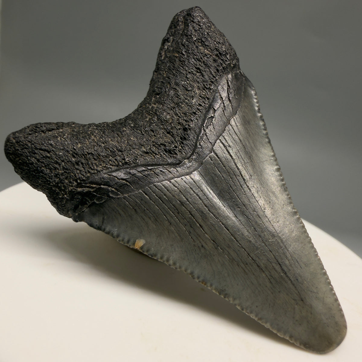 Back Left View Colorful 1.98" Fossil Megalodon Tooth – South Carolina River Find | Authentic megalodonteeth.com CM6729