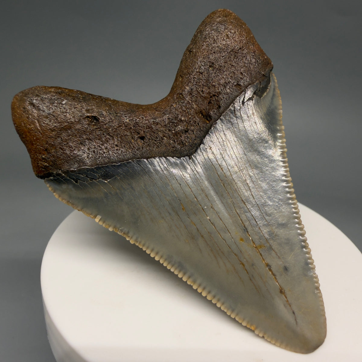 Back Left View Colorful 2.60" Fossil Megalodon Tooth - Authentic Carcharocles megalodon Fossil from North Carolina megalodonteeth.com CM6630