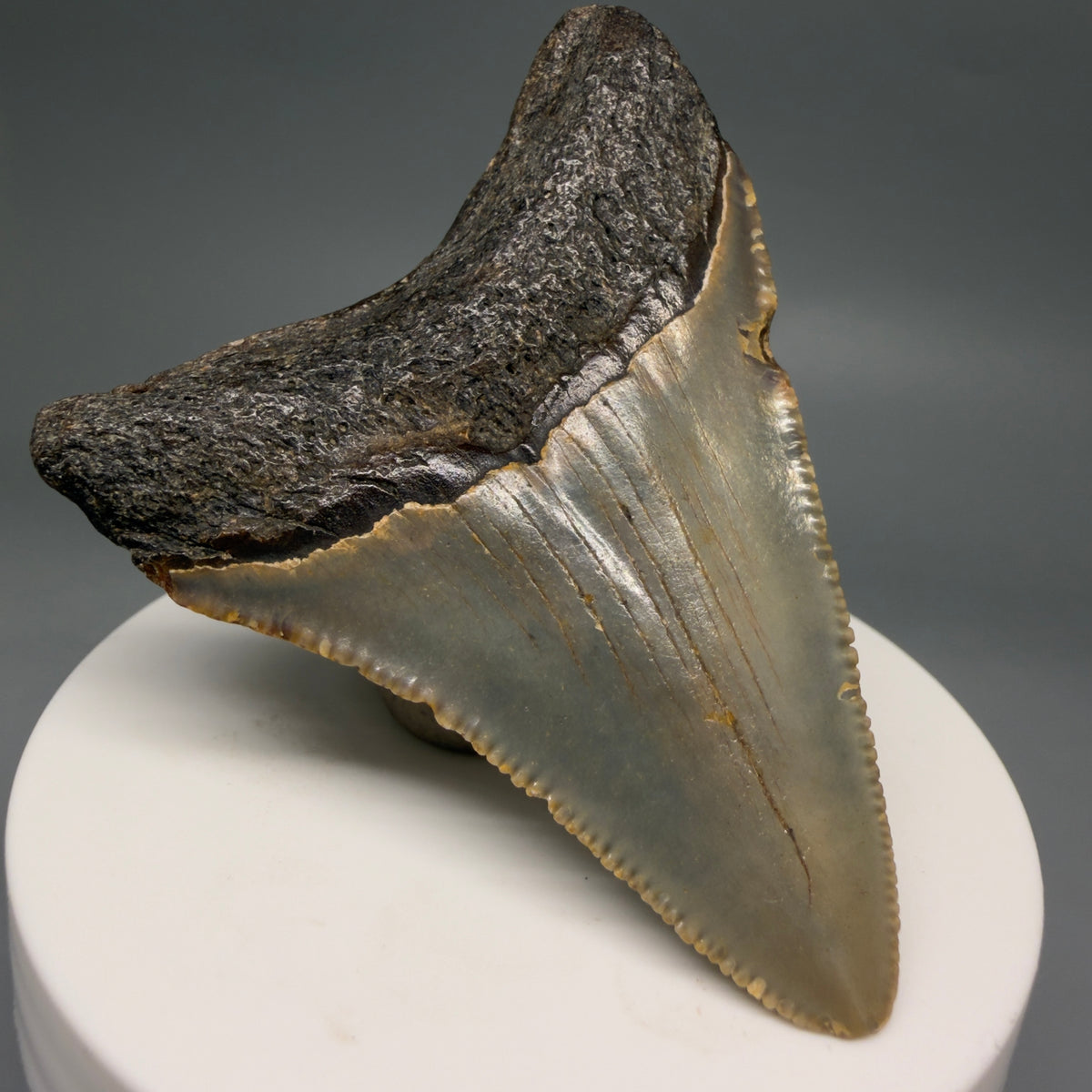 Back Left View Colorful 2.63" Fossil Megalodon Tooth - Authentic Carcharocles megalodon Fossil from North Carolina megalodonteeth.com CM6629