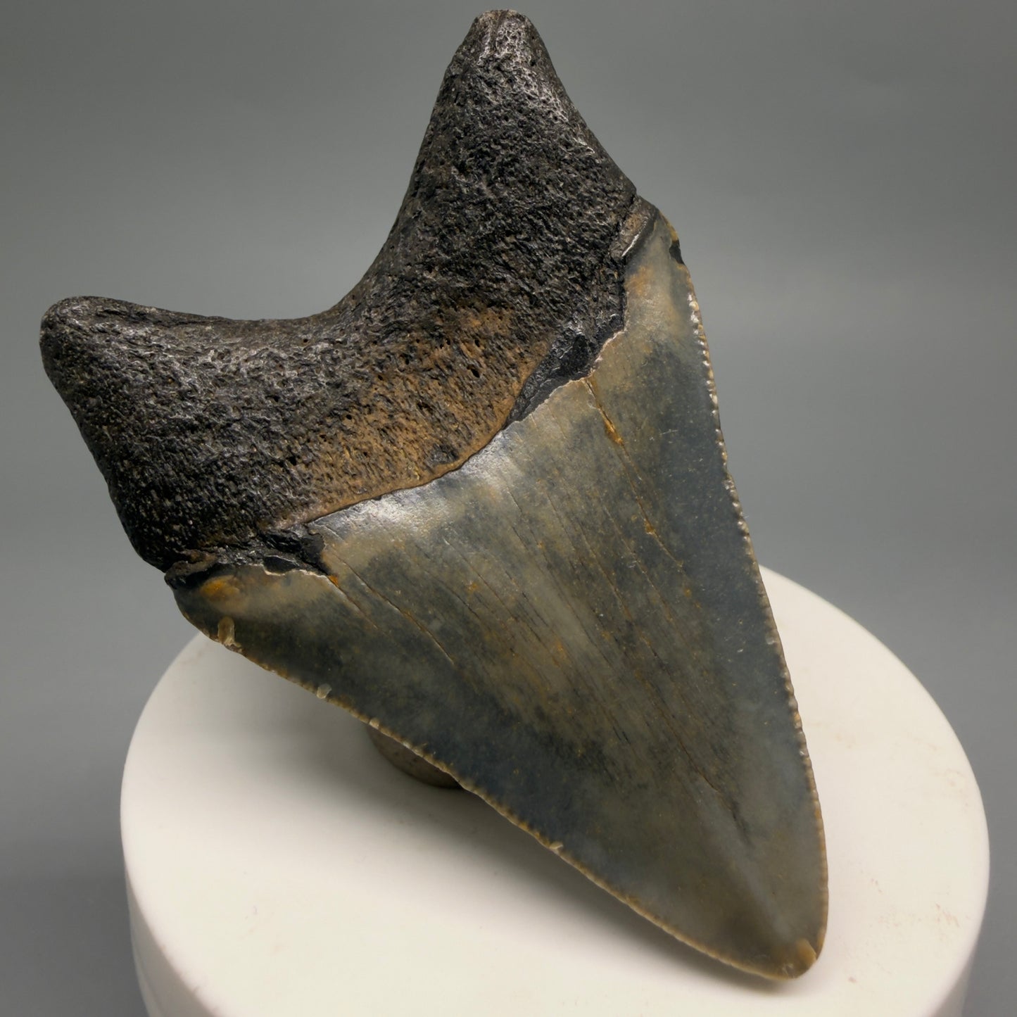 Back Left View Colorful 2.71" Fossil Megalodon Tooth - Authentic Carcharocles megalodon Fossil from North Carolina CM9490