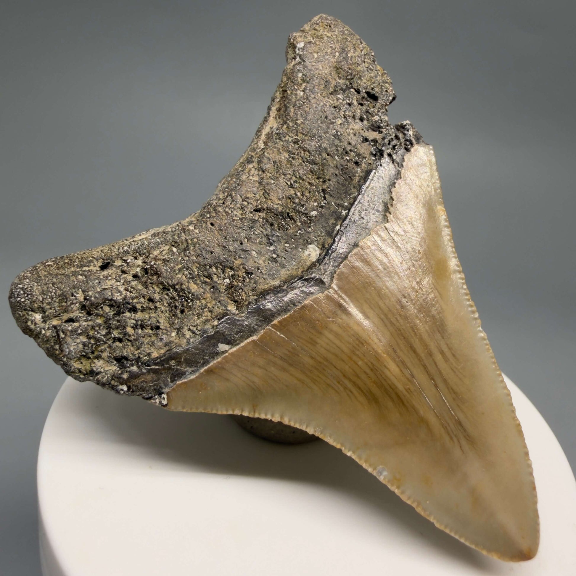 Back Left View Colorful 2.76" Fossil Megalodon Tooth - Authentic Carcharocles megalodon Fossil from North Carolina CM6493