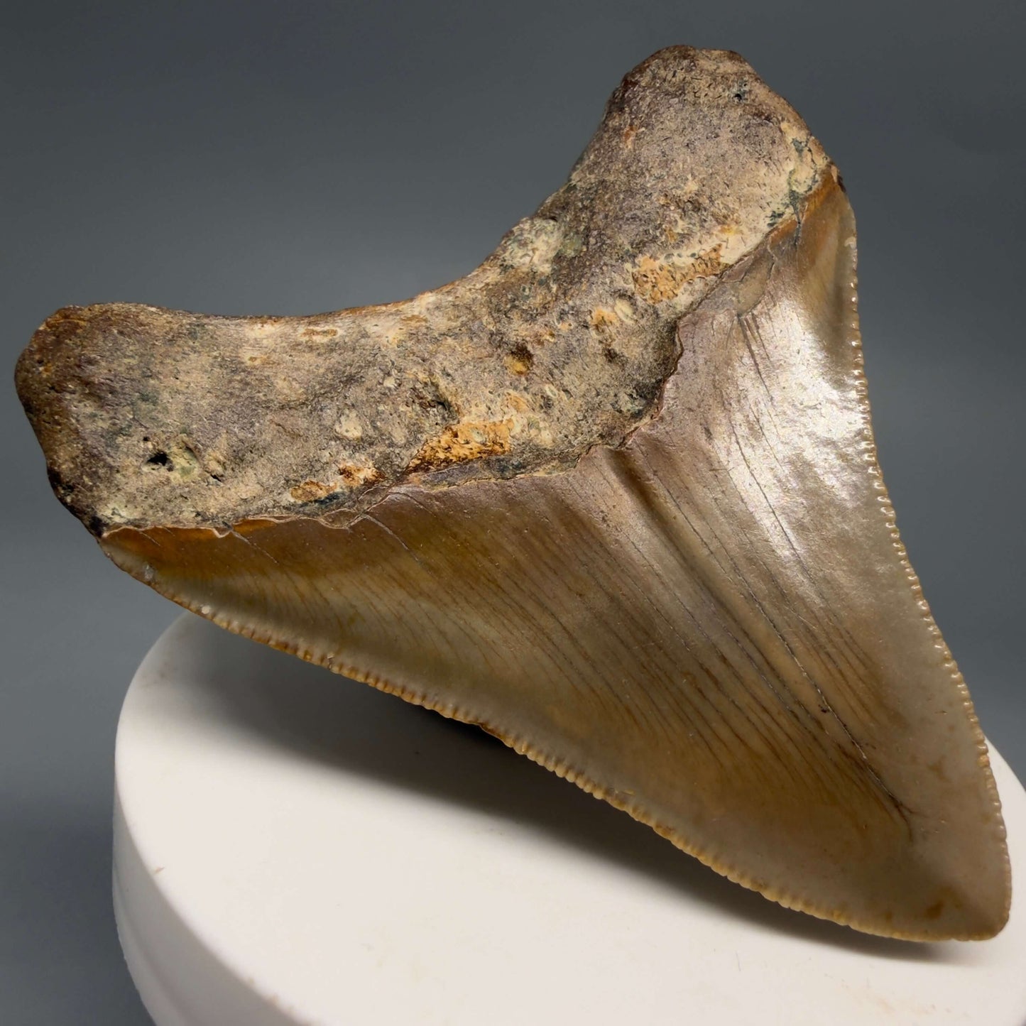 Back Left View Colorful 2.82" Fossil Megalodon Tooth - Authentic Carcharocles megalodon Fossil from North Carolina CM6495