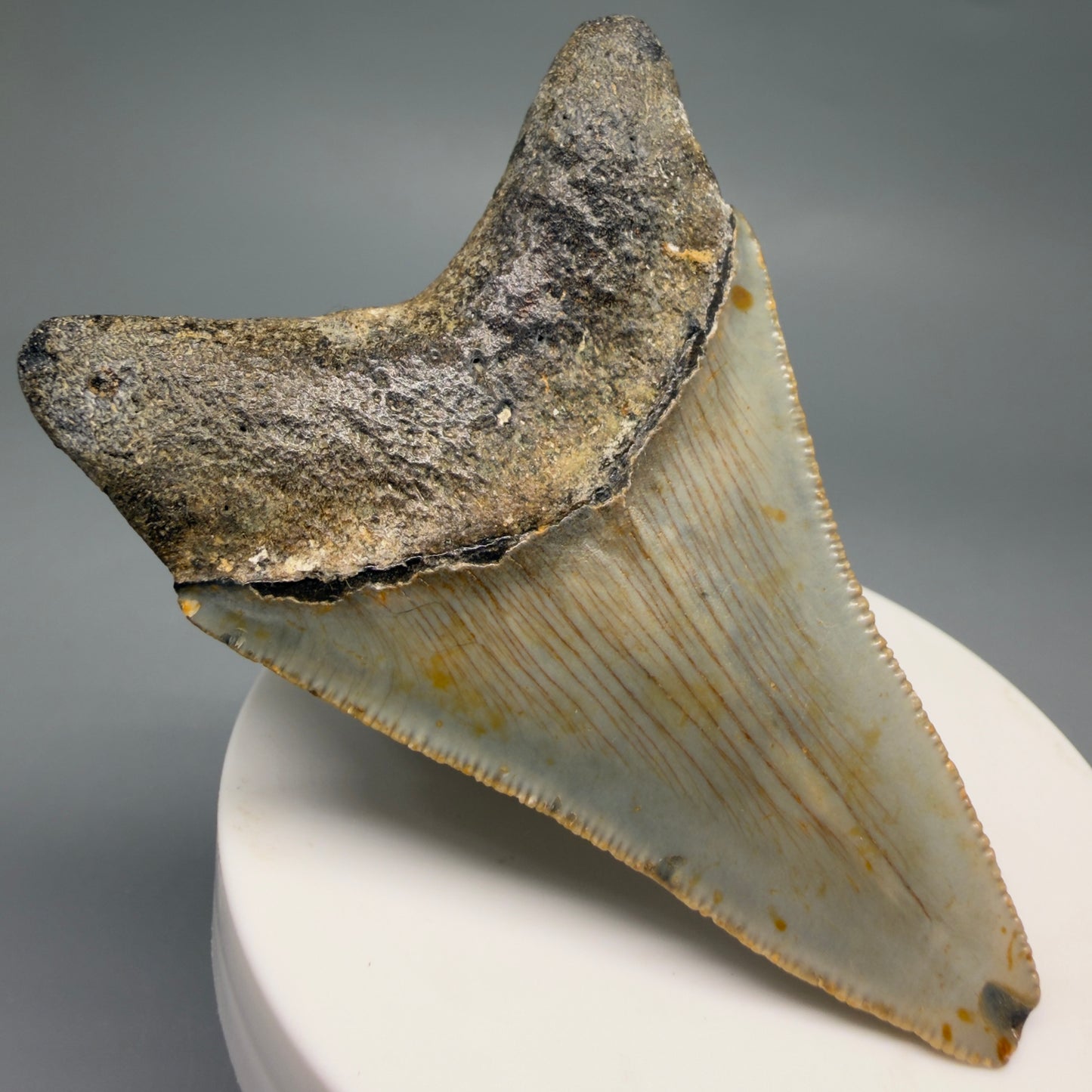 Back Left View Colorful 2.93" Fossil Megalodon Tooth - Authentic Carcharocles megalodon Fossil from North Carolina CM6496