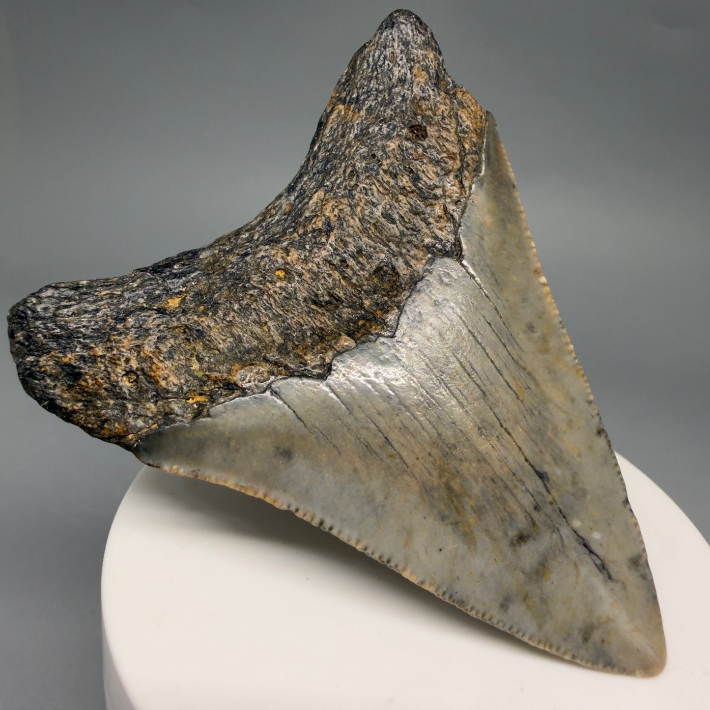 Back Left View Colorful 2.98" Fossil Megalodon Tooth - Authentic Carcharocles megalodon Fossil from North Carolina megalodonteeth.com CM6497