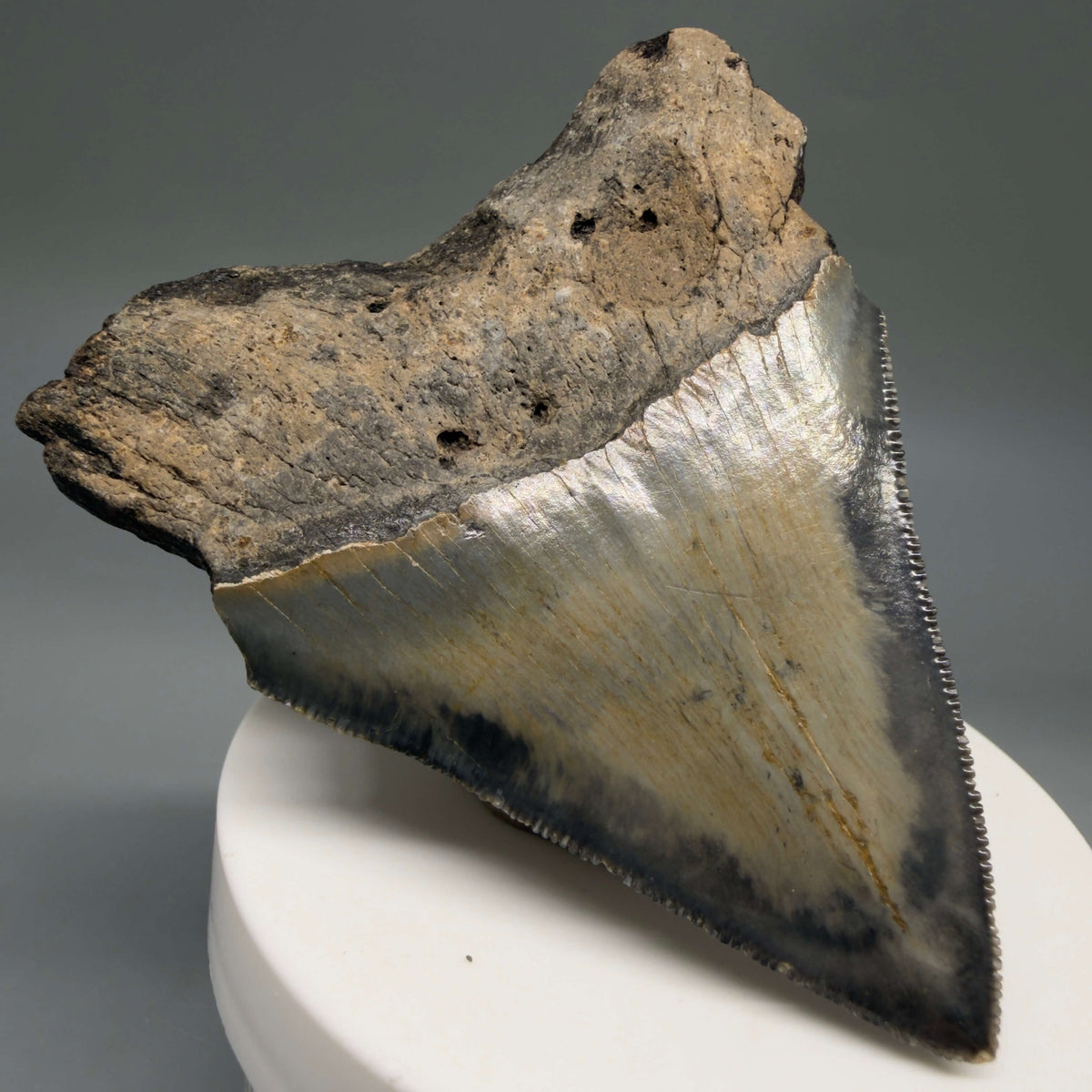 Back Left View Colorful 3.00" Fossil Megalodon Tooth from North Carolina - megalodonteeth.com CM6794