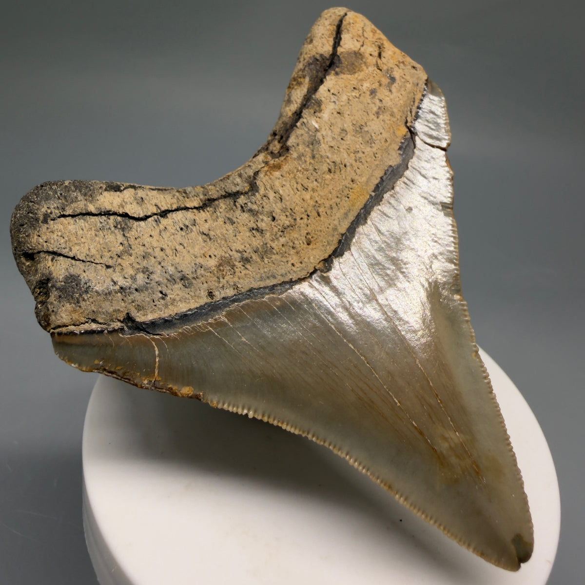 Back Left View Colorful 3.10" Fossil Megalodon Tooth from North Carolina - megalodonteeth.com CM6765