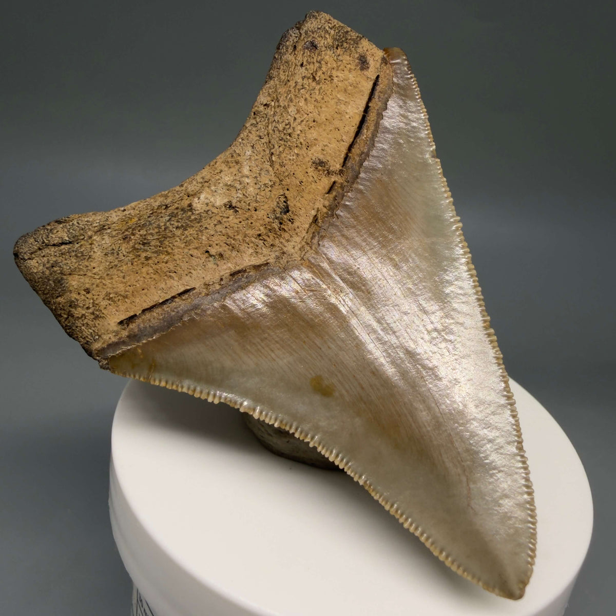 Back Left View Colorful 3.10" Fossil Megalodon Tooth from North Carolina - megalodonteeth.com CM6797