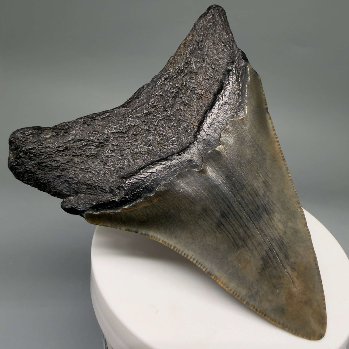 Back Left View Colorful 3.18" Fossil Megalodon Tooth from South Carolina megalodonteeth.com CM6557