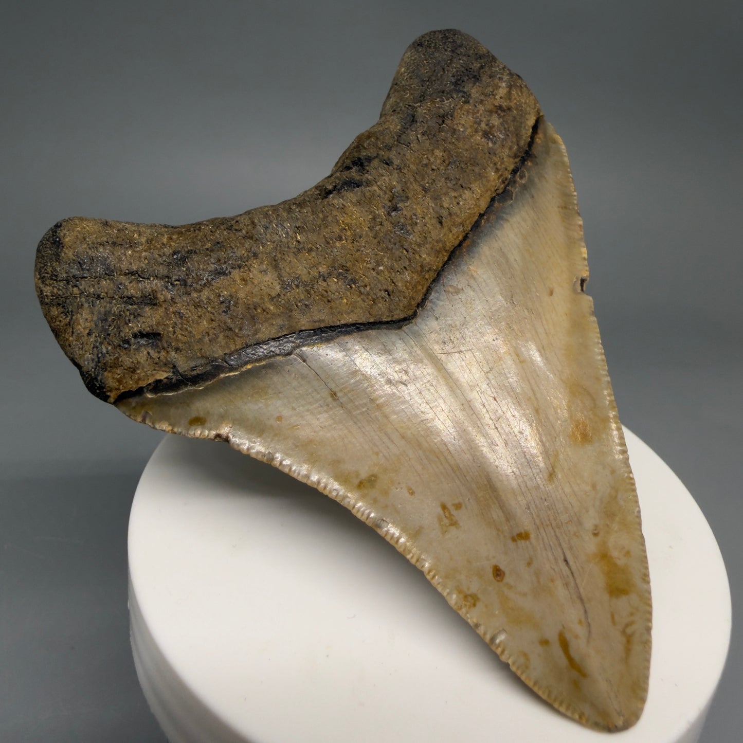 Back Left View Colorful 3.20" Fossil Megalodon Tooth from North Carolina - megalodonteeth.com CM6499