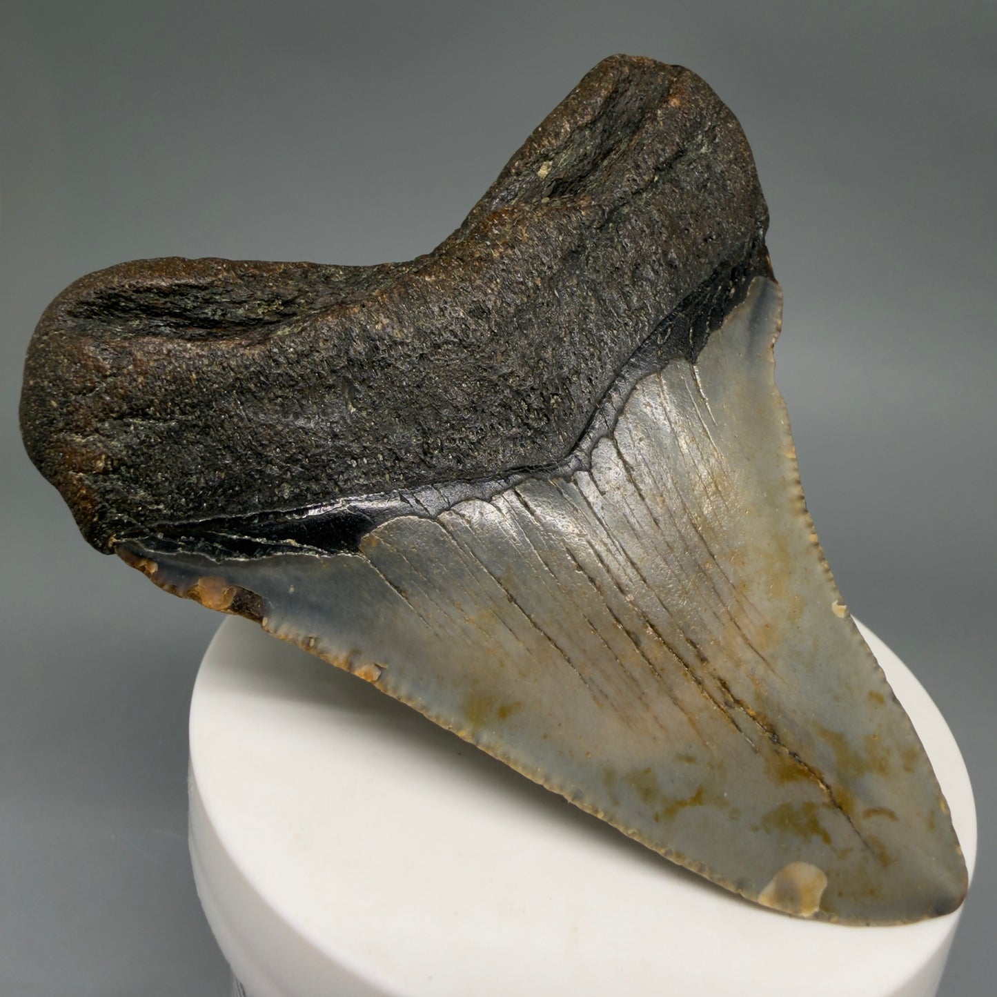 Back Left View Colorful 3.21" Fossil Megalodon Tooth from North Carolina - megalodonteeth.com CM6575
