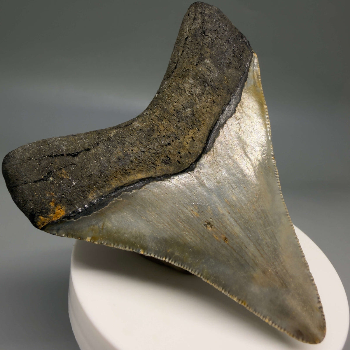 Back Left View Colorful 3.27" Fossil Megalodon Tooth from North Carolina - megalodonteeth.com CM6799