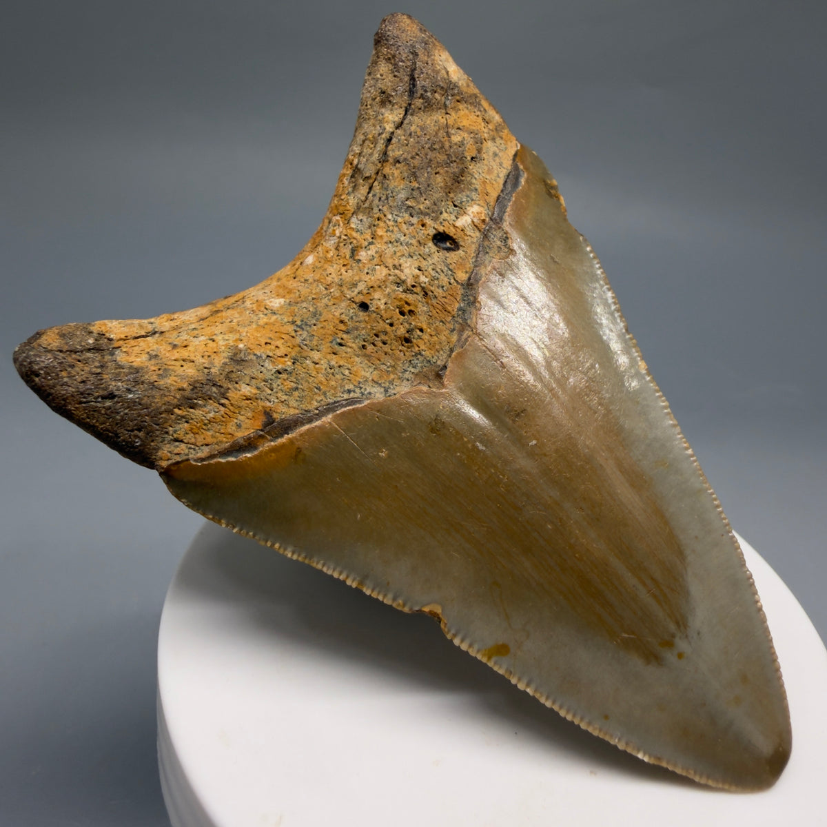 Back Left  View Colorful 3.28" Fossil Megalodon Tooth from North Carolina - megalodonteeth.com CM6763